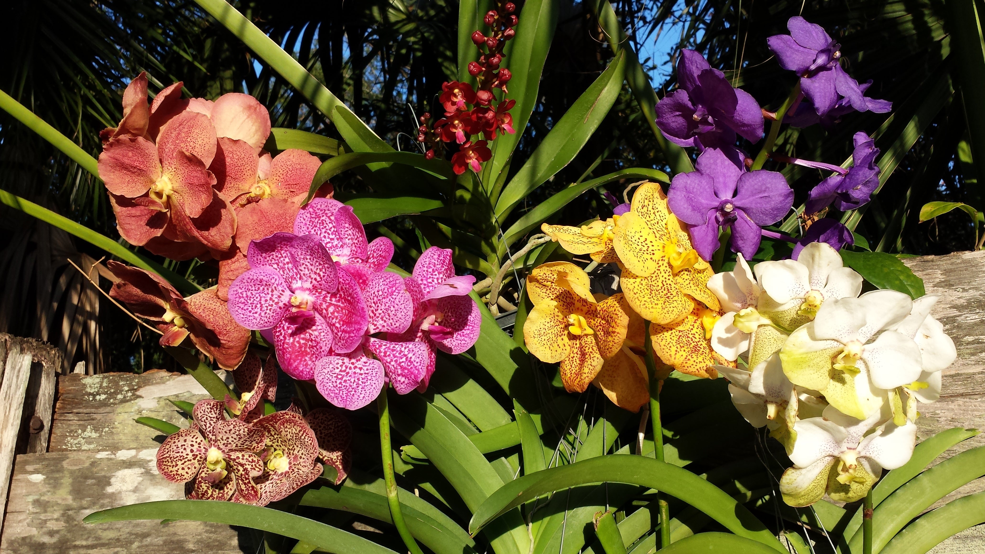Orchid - Vanda – MadHappenings