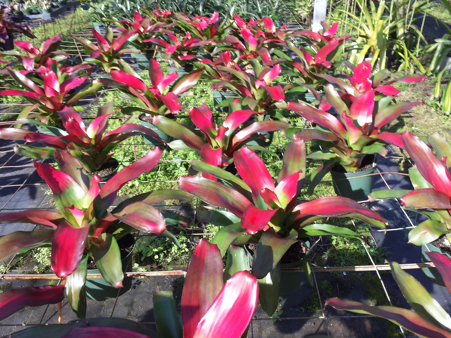 Bromeliad 4 pack of mixed types of Bromeliad