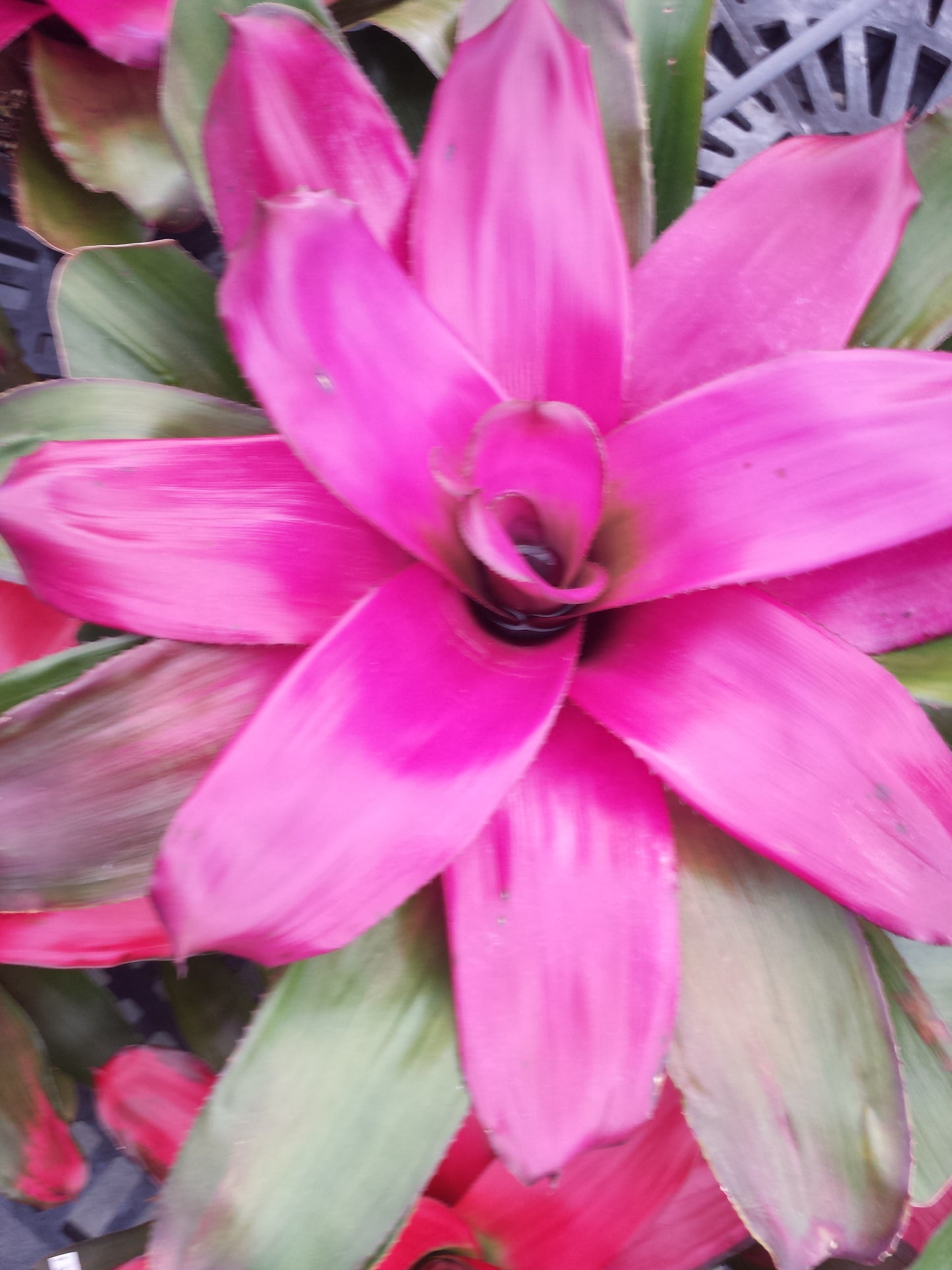 Bromeliad 4 pack of mixed types of Bromeliad