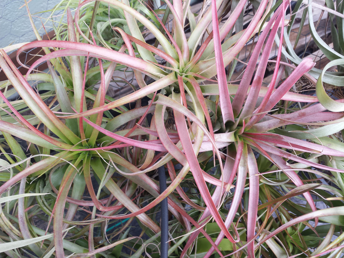 Tillandsia 10 pack of mixed types Bromeliad Tropical Plants