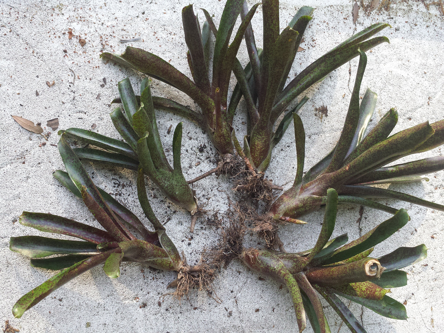Bromeliad 4 pack of mixed types of Bromeliad