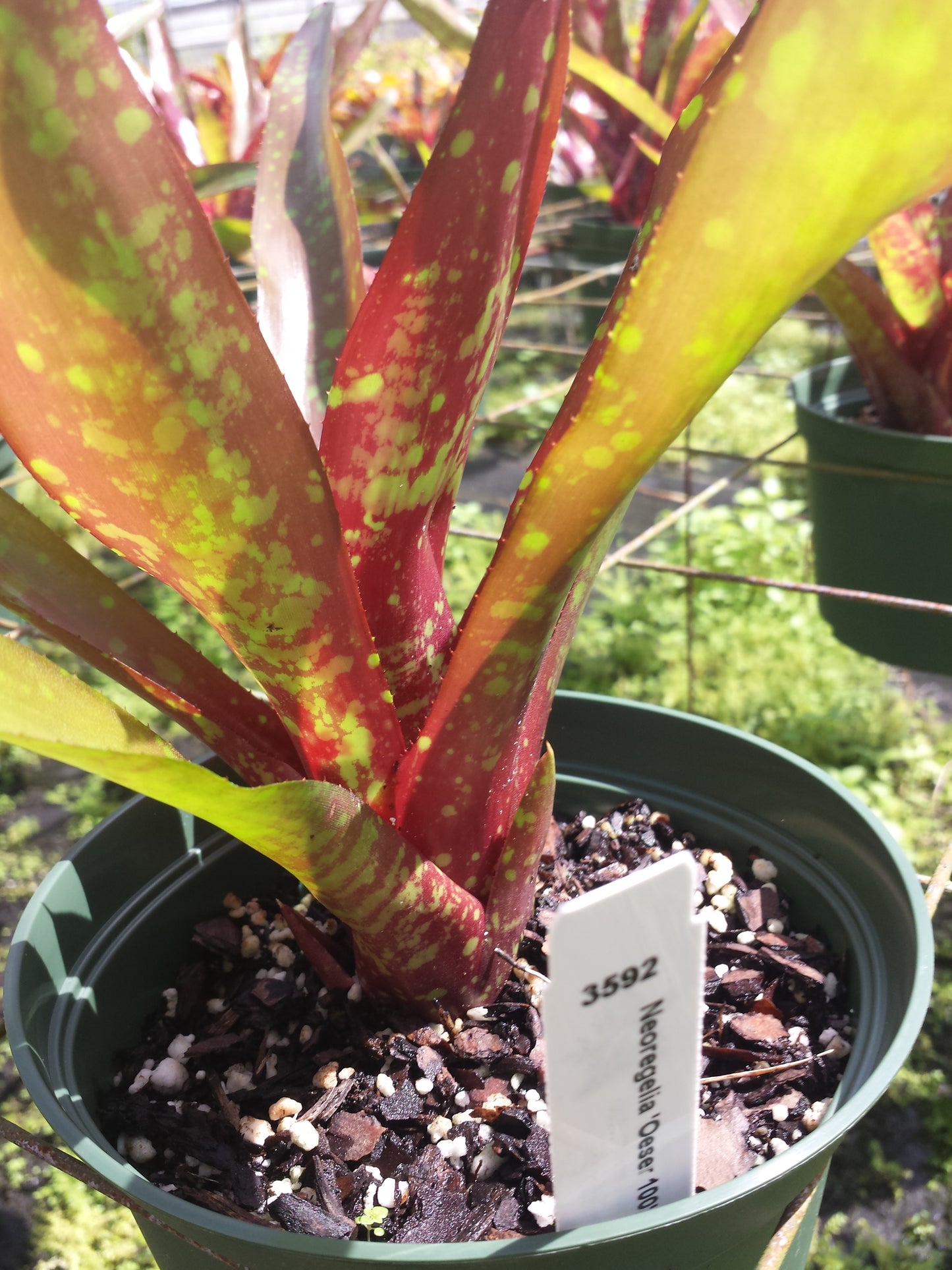 Bromeliad 4 pack of mixed types of Bromeliad