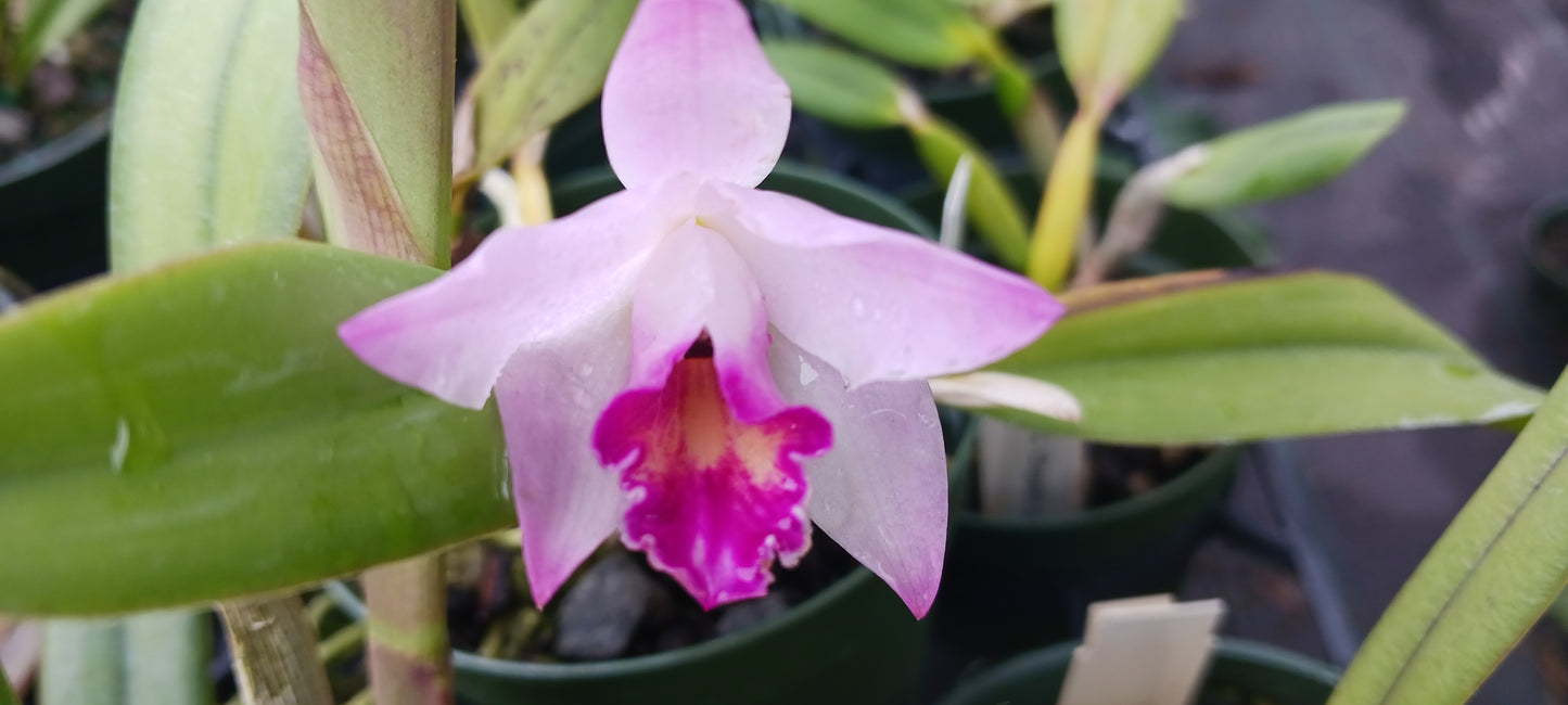 Orchid Cattleya Orpetii x luteola Mad Happenings Tropical Plant