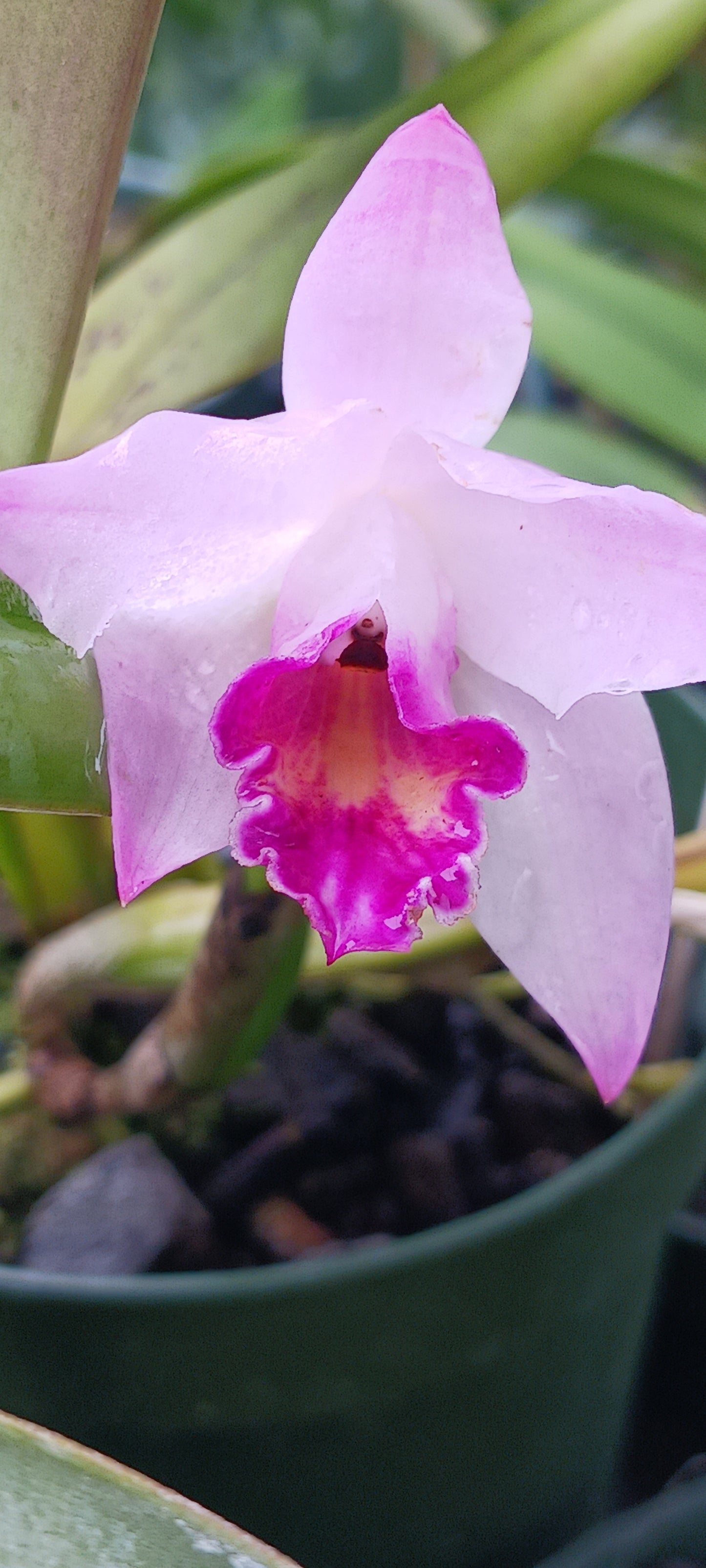 Orchid Cattleya Orpetii x luteola Mad Happenings Tropical Plant