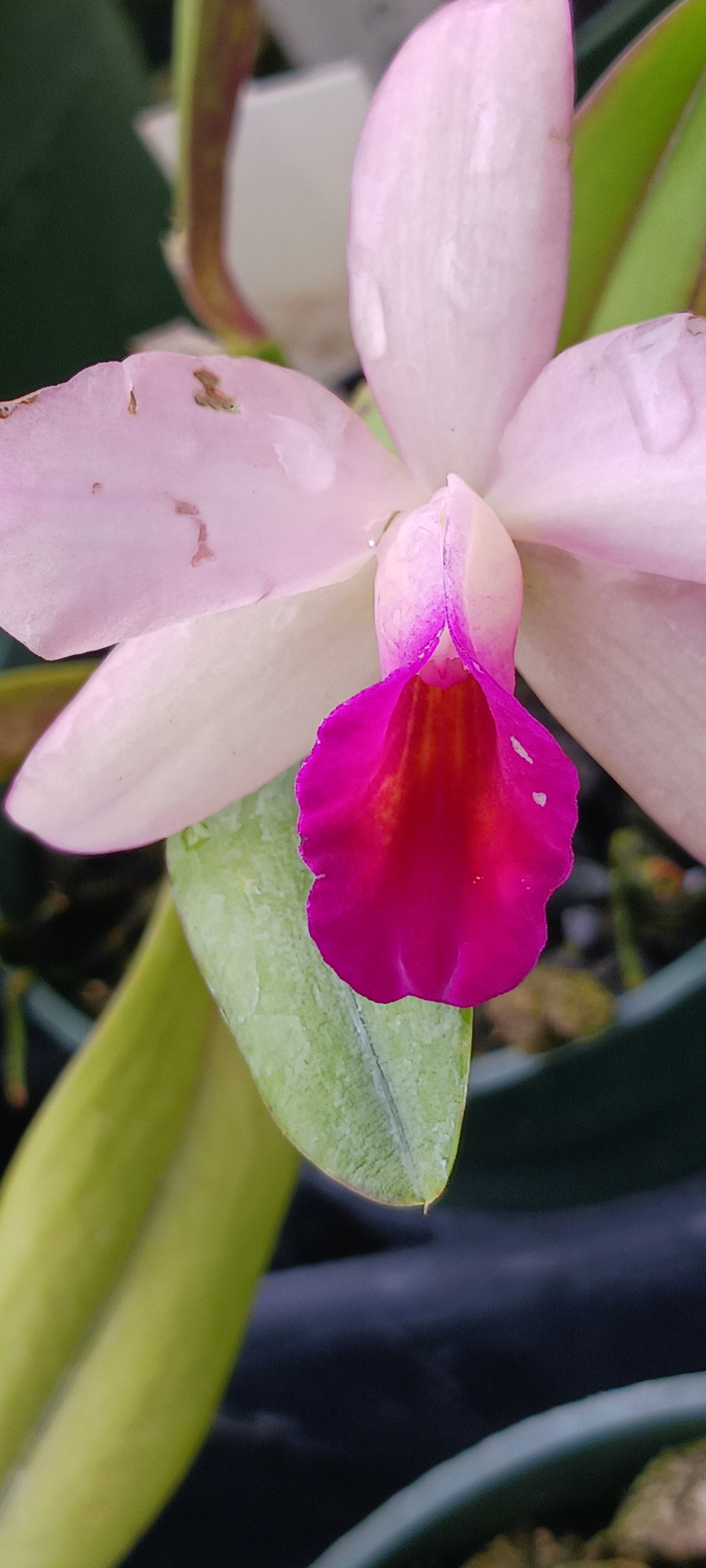 Orchid Cattleya Orpetii x luteola Mad Happenings Tropical Plant