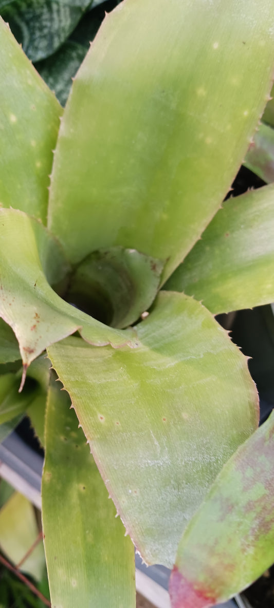 Bromeliad Billbergia manarea type
