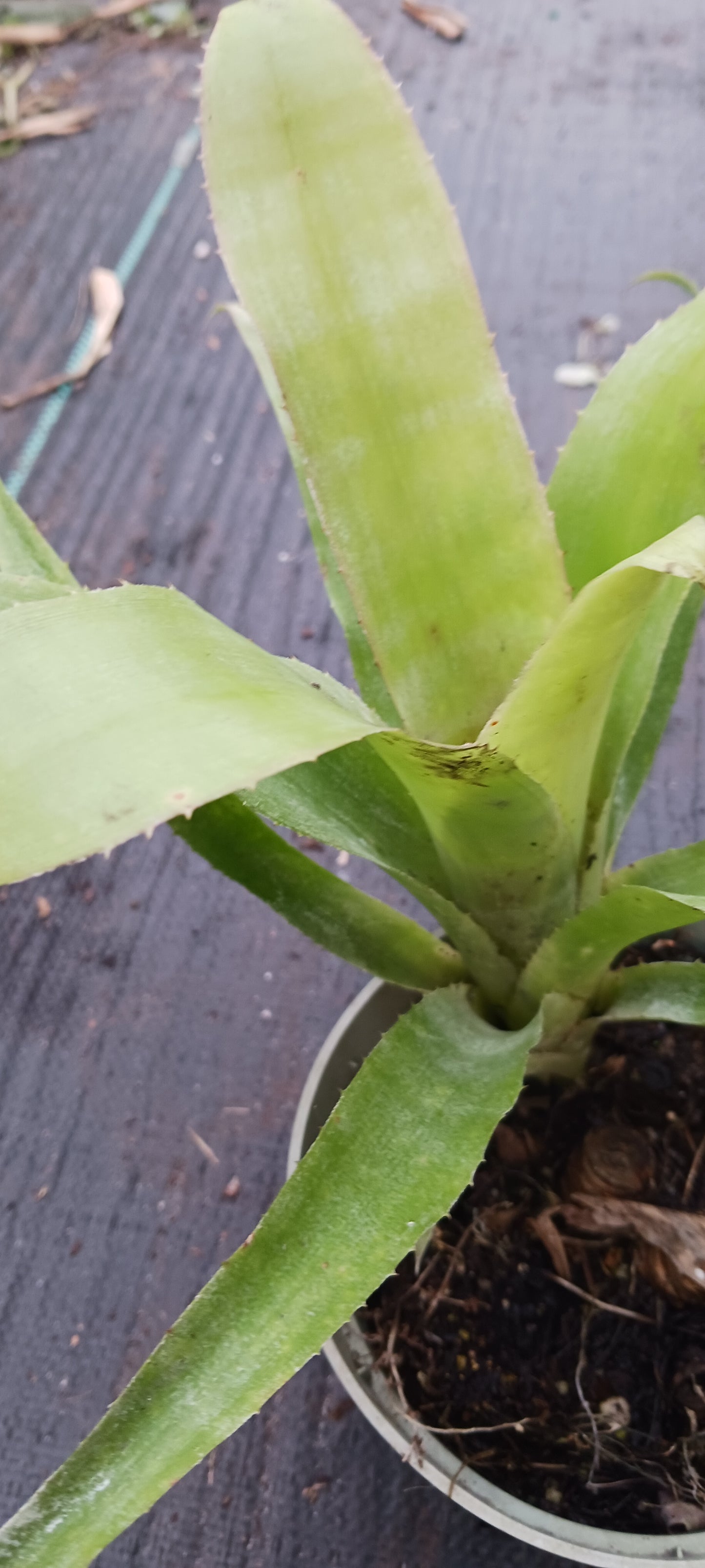 Bromeliad Billbergia manarea type