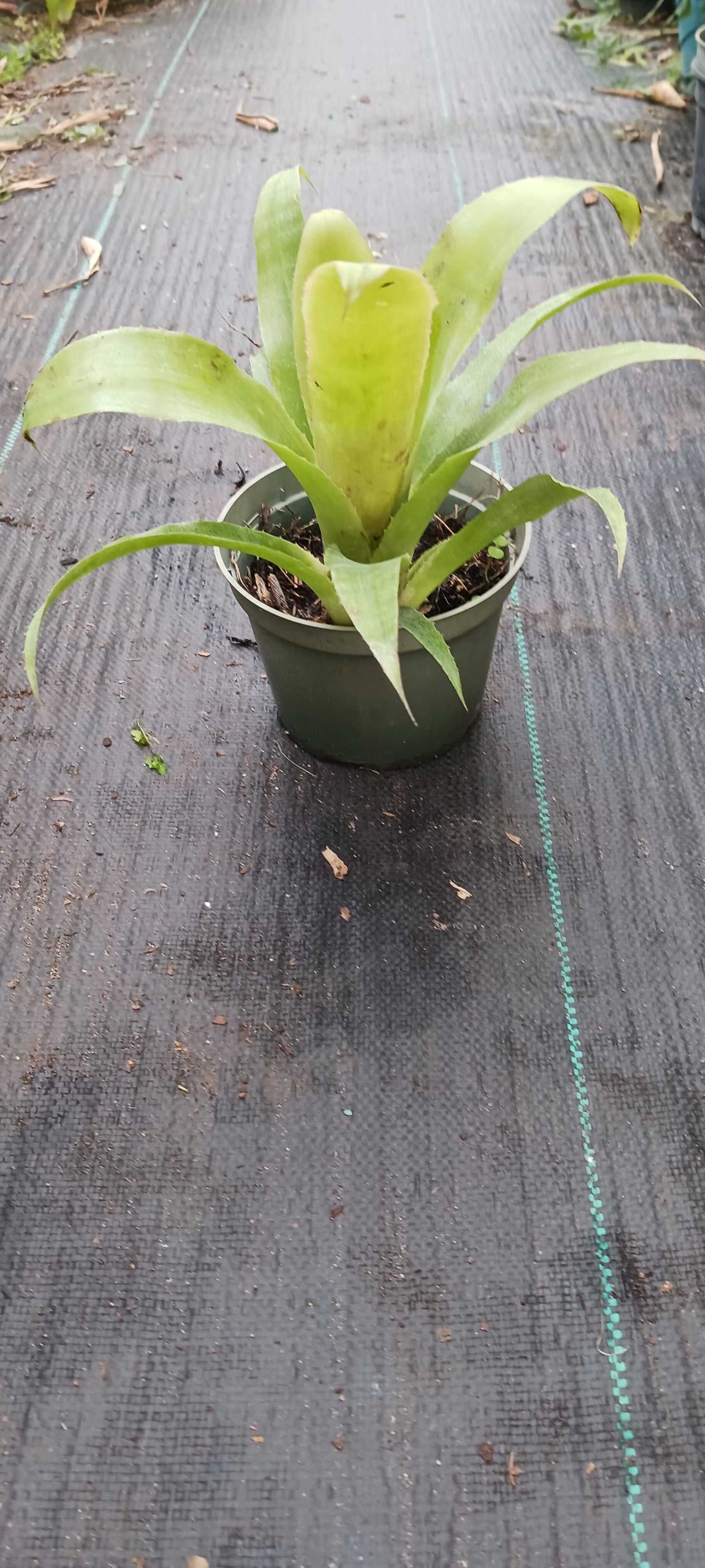 Bromeliad Billbergia manarea type