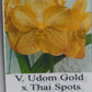 Orchid Vanda Udom Gold x Thai Spot