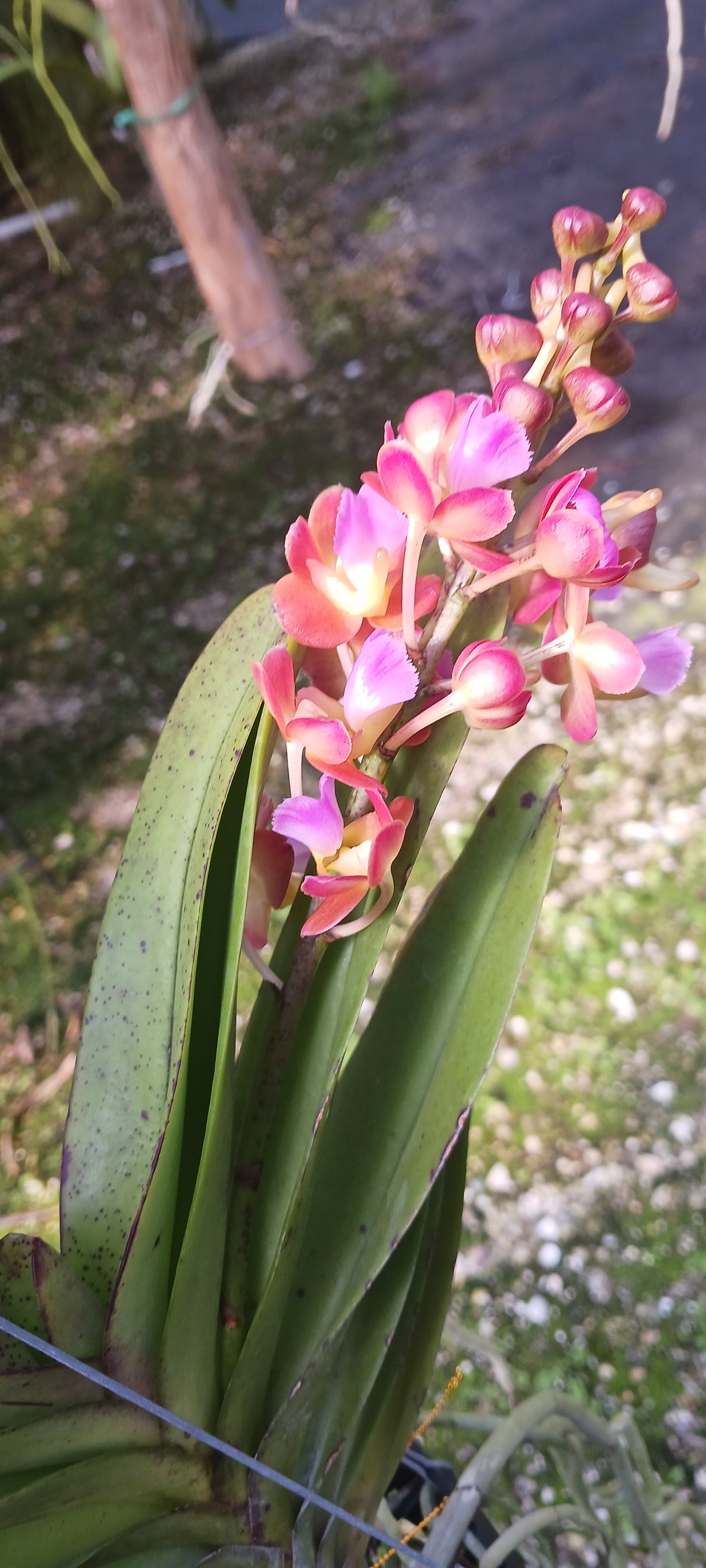 Vanda Perreiraara Rhynchorides Bangkok Star
