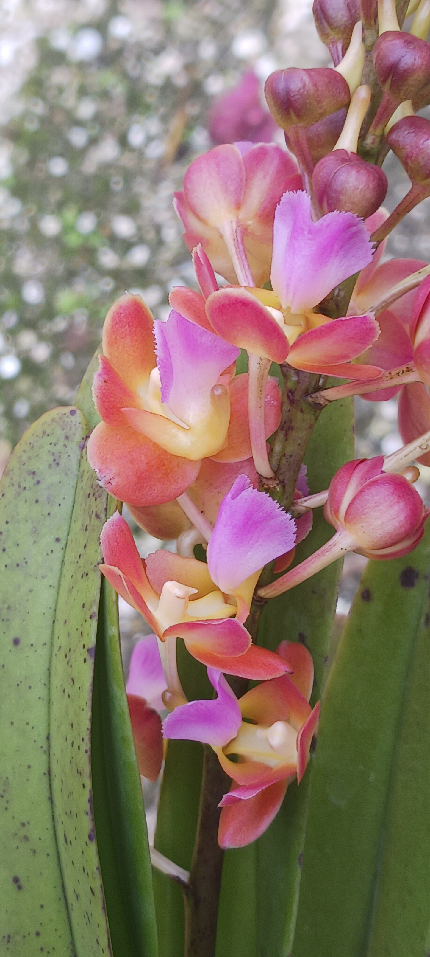 Vanda Perreiraara Rhynchorides Bangkok Star