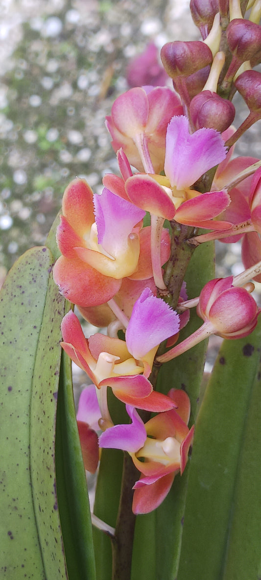 Vanda Perreiraara Rhynchorides Bangkok Star