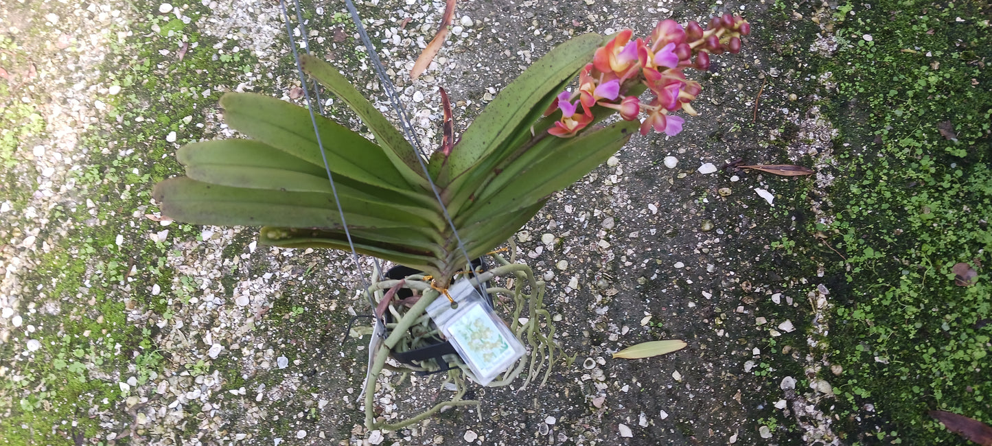 Vanda Perreiraara Rhynchorides Bangkok Star