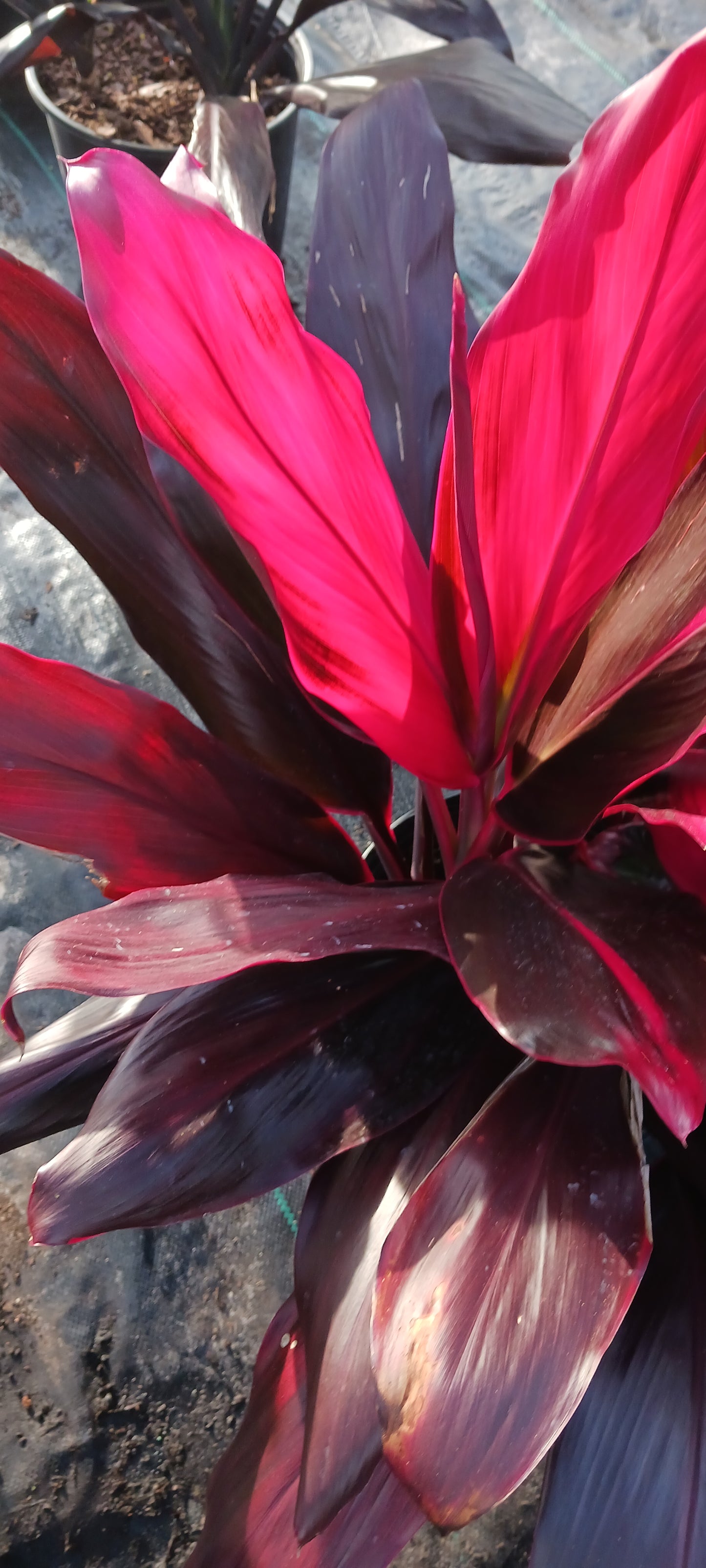 Ti Plant Cordyline fruticosa Pink Diamond Chili Peper