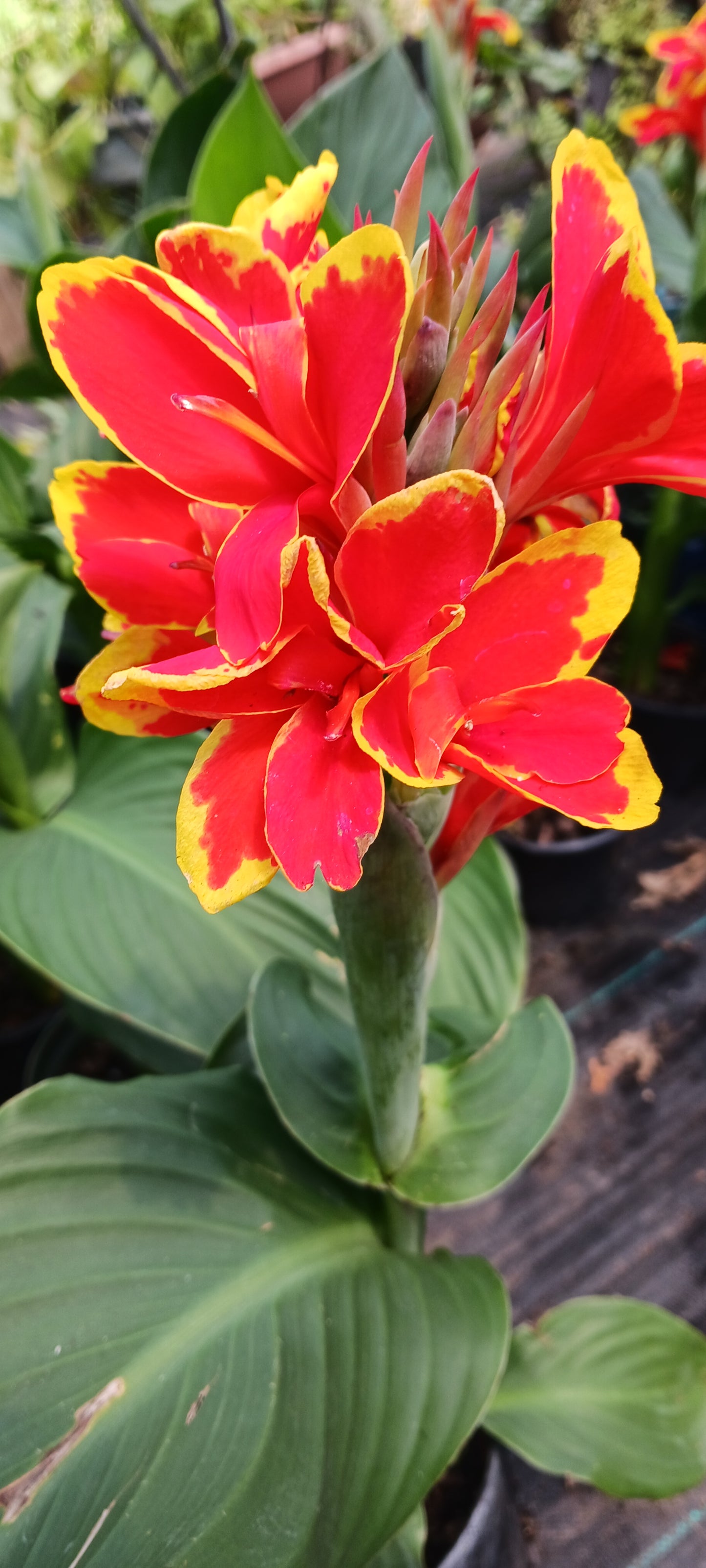 Canna Lily Orange with Yellow margins plant not seed bulb rhizome