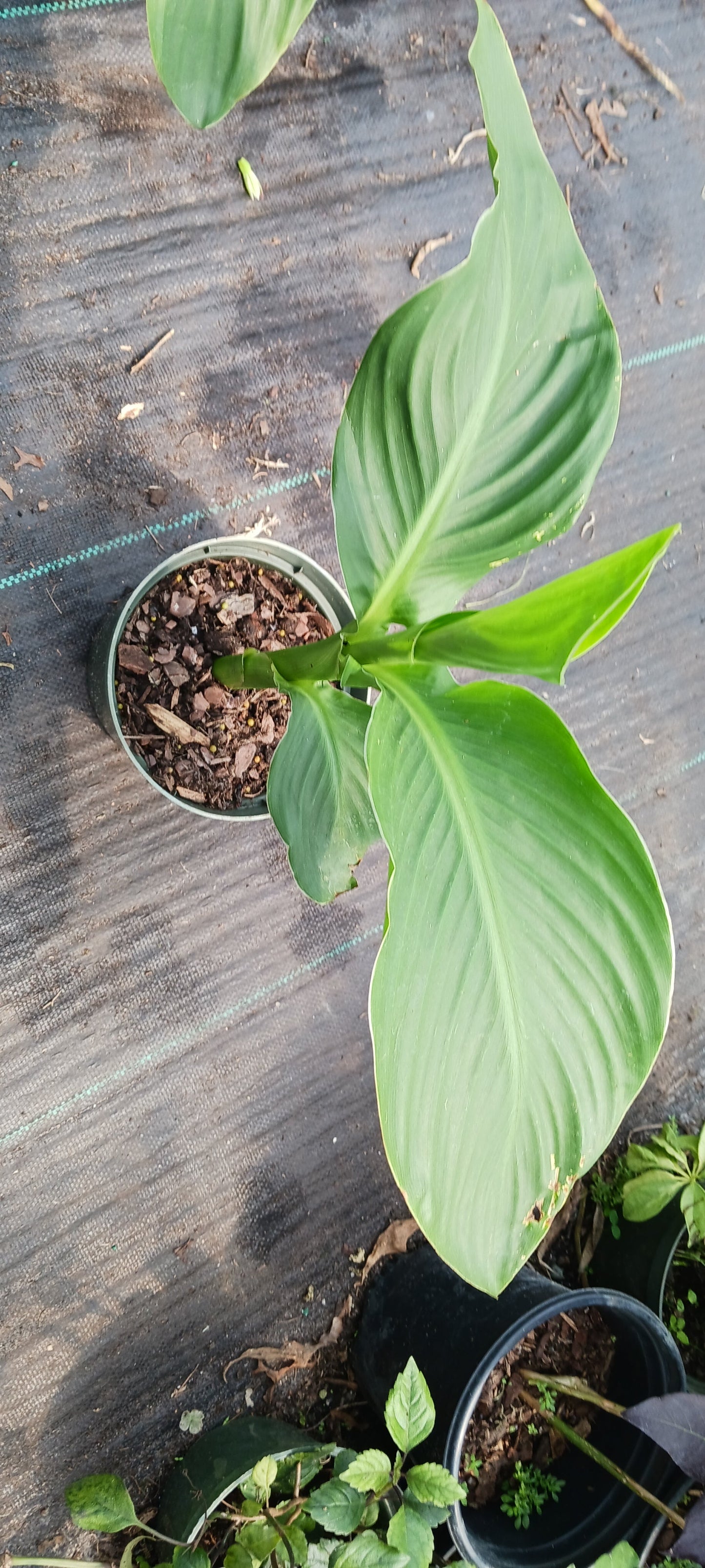 Canna Lily Tangerine Peach coloration plant not seed bulb rhizome