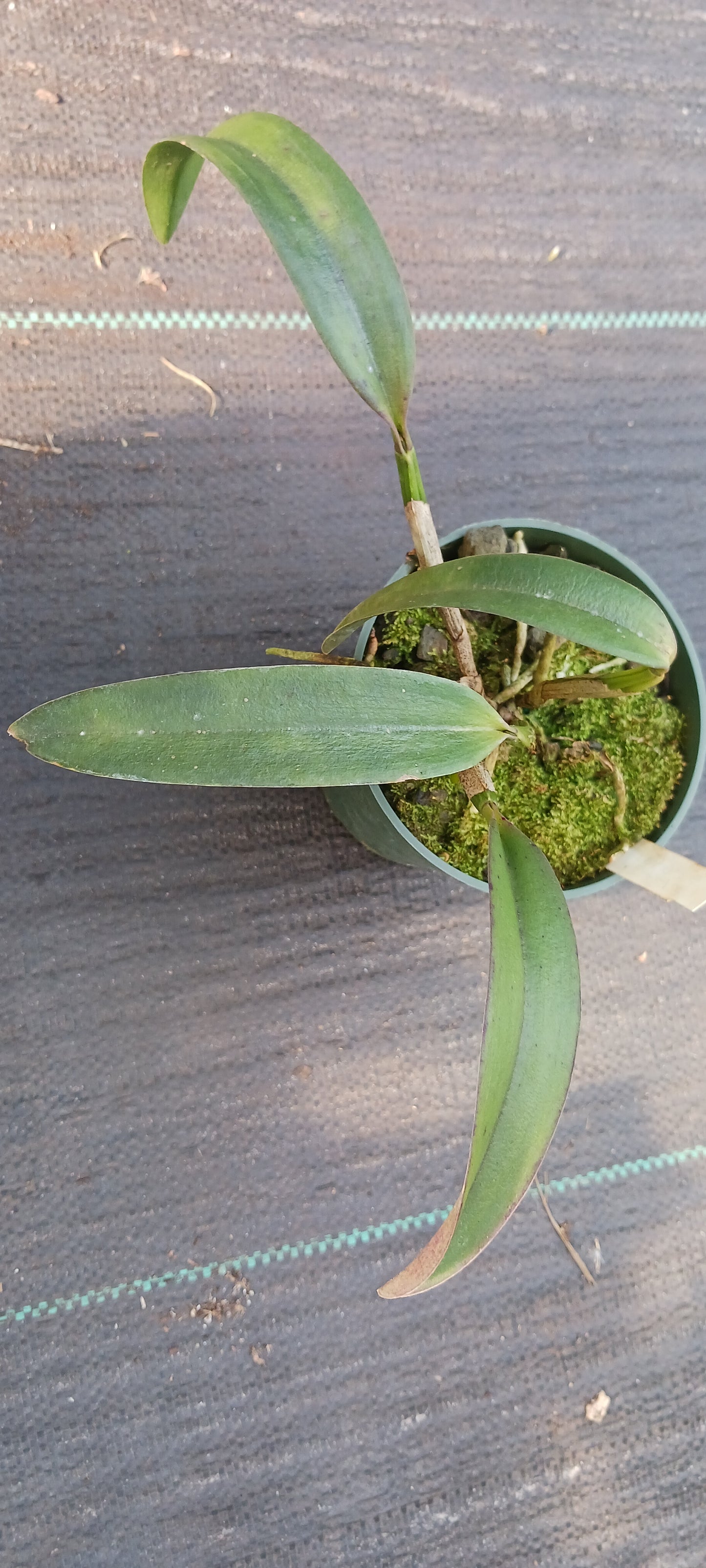 Orchid Cattleya Alliance Lost Tag Two bare root plants