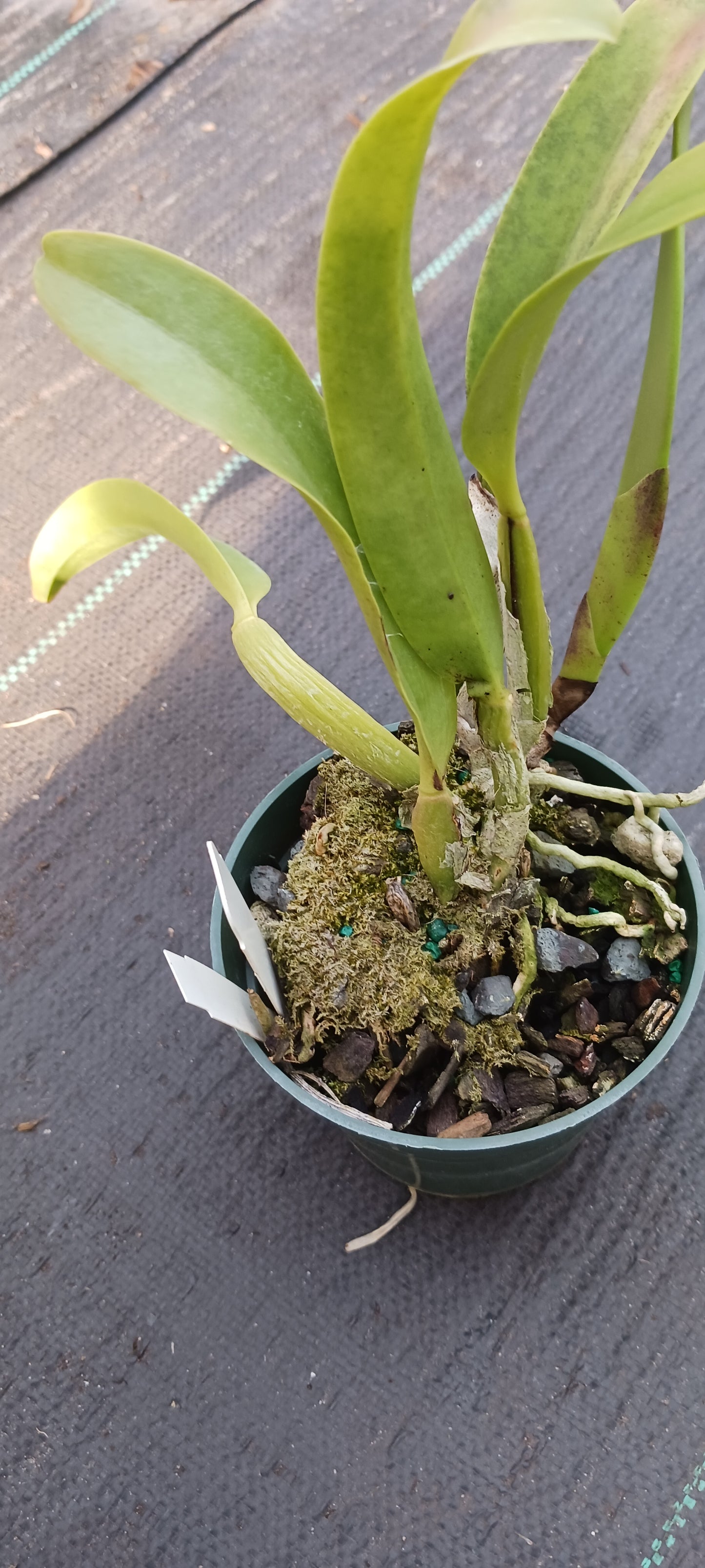 Orchid Cattleya Alliance Lost Tag Two bare root plants