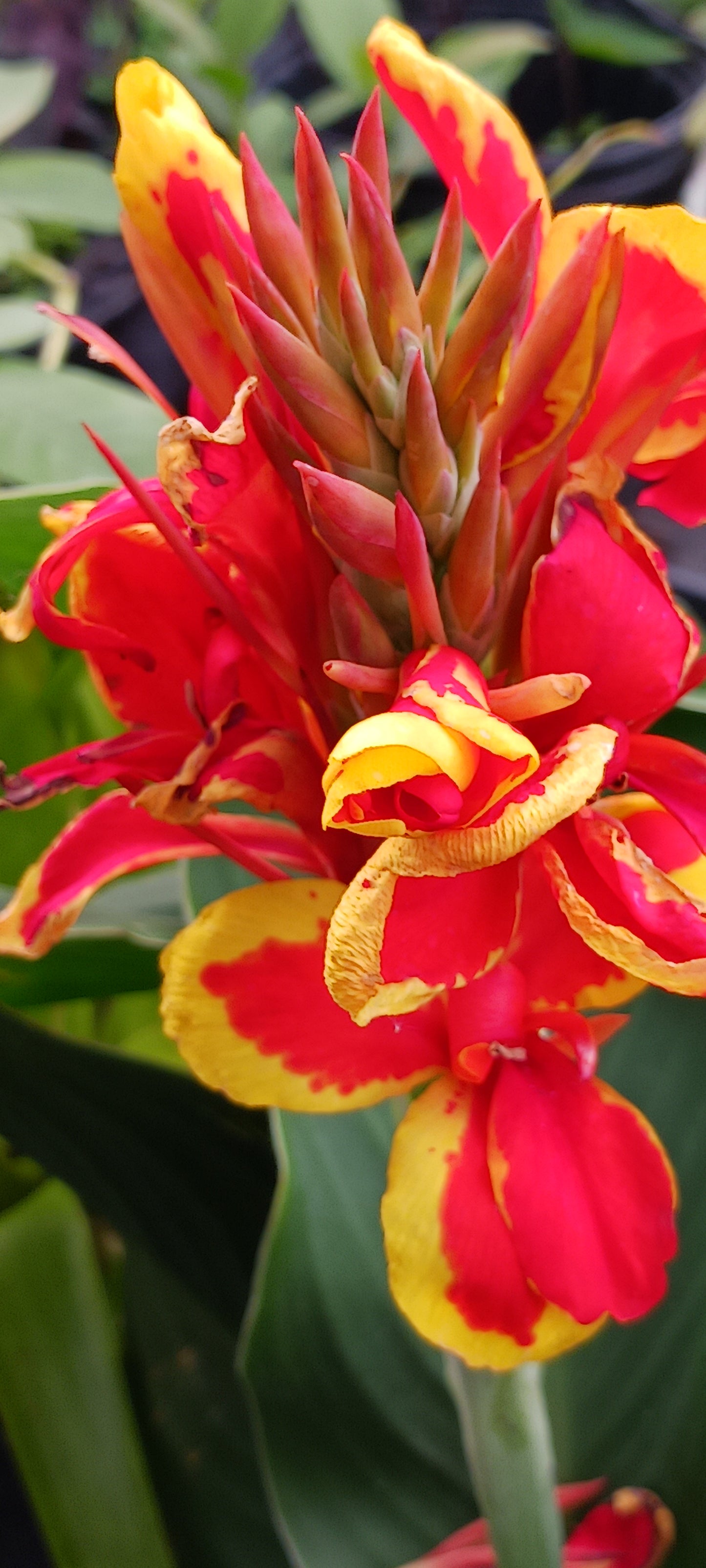 Canna Lily Orange with Yellow margins plant not seed bulb rhizome