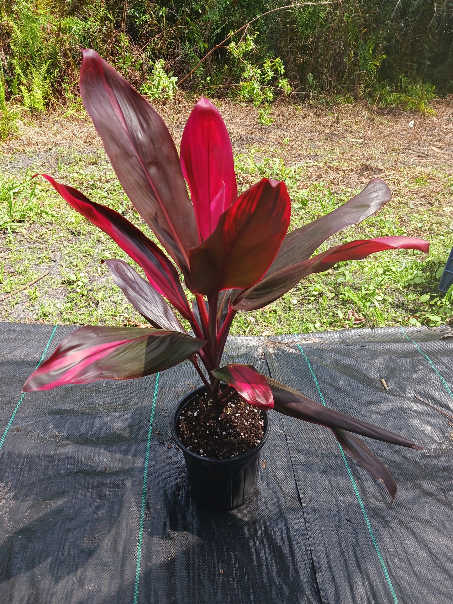 Ti Plant Cordyline fruticosa Red Sister Florida Red