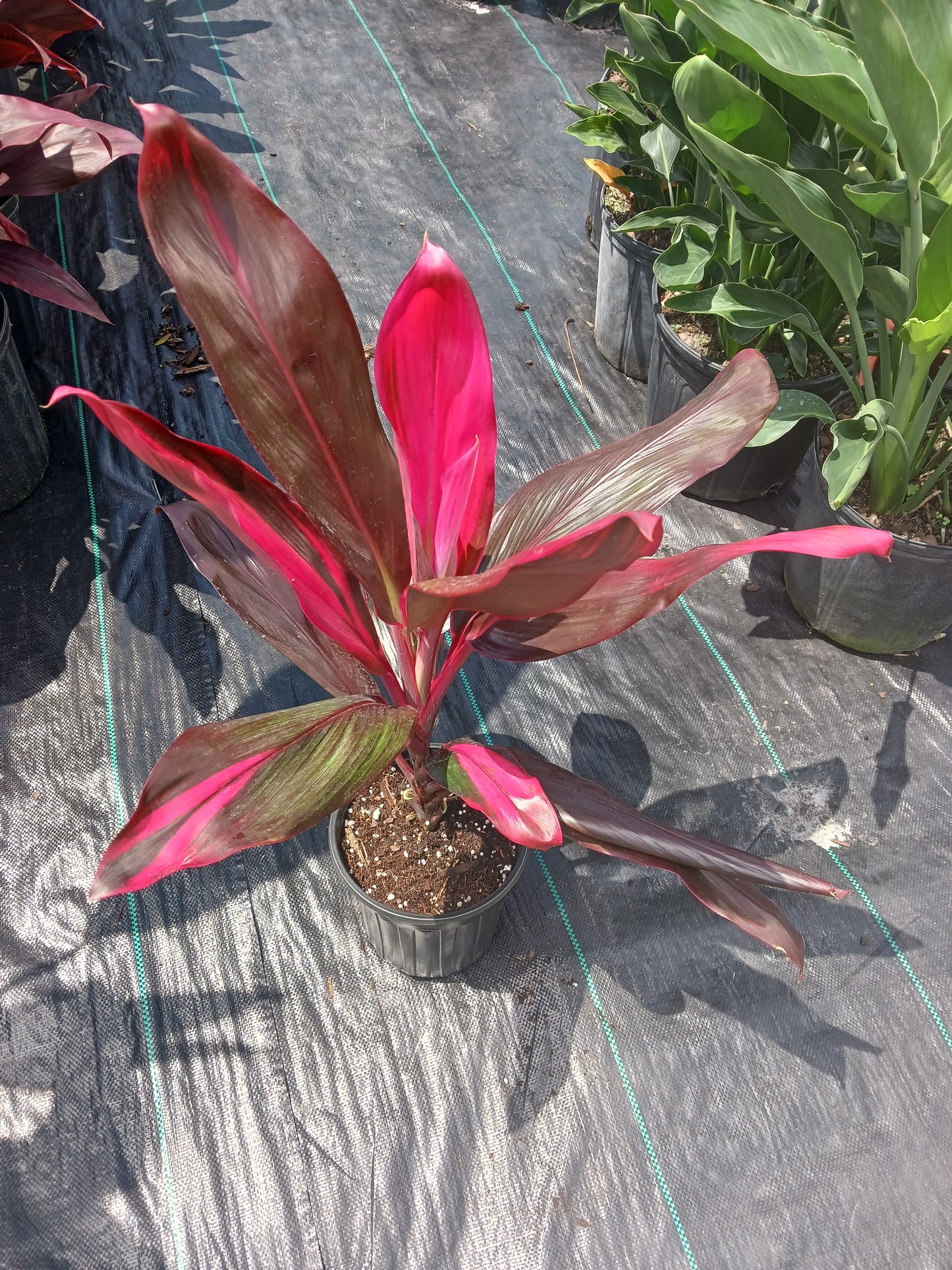 Ti Plant Cordyline fruticosa Red Sister Florida Red
