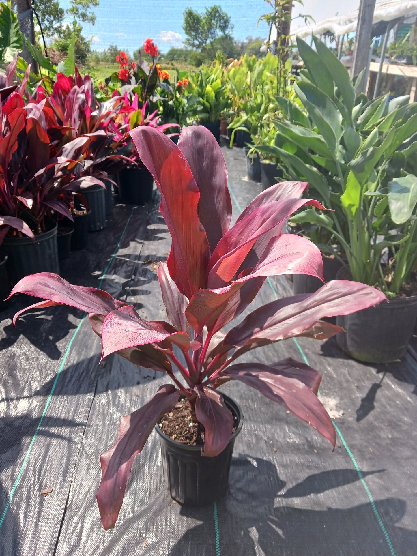 Ti Plant Cordyline fruticosa Giant Red, Hawaiian Sister aka Rubra