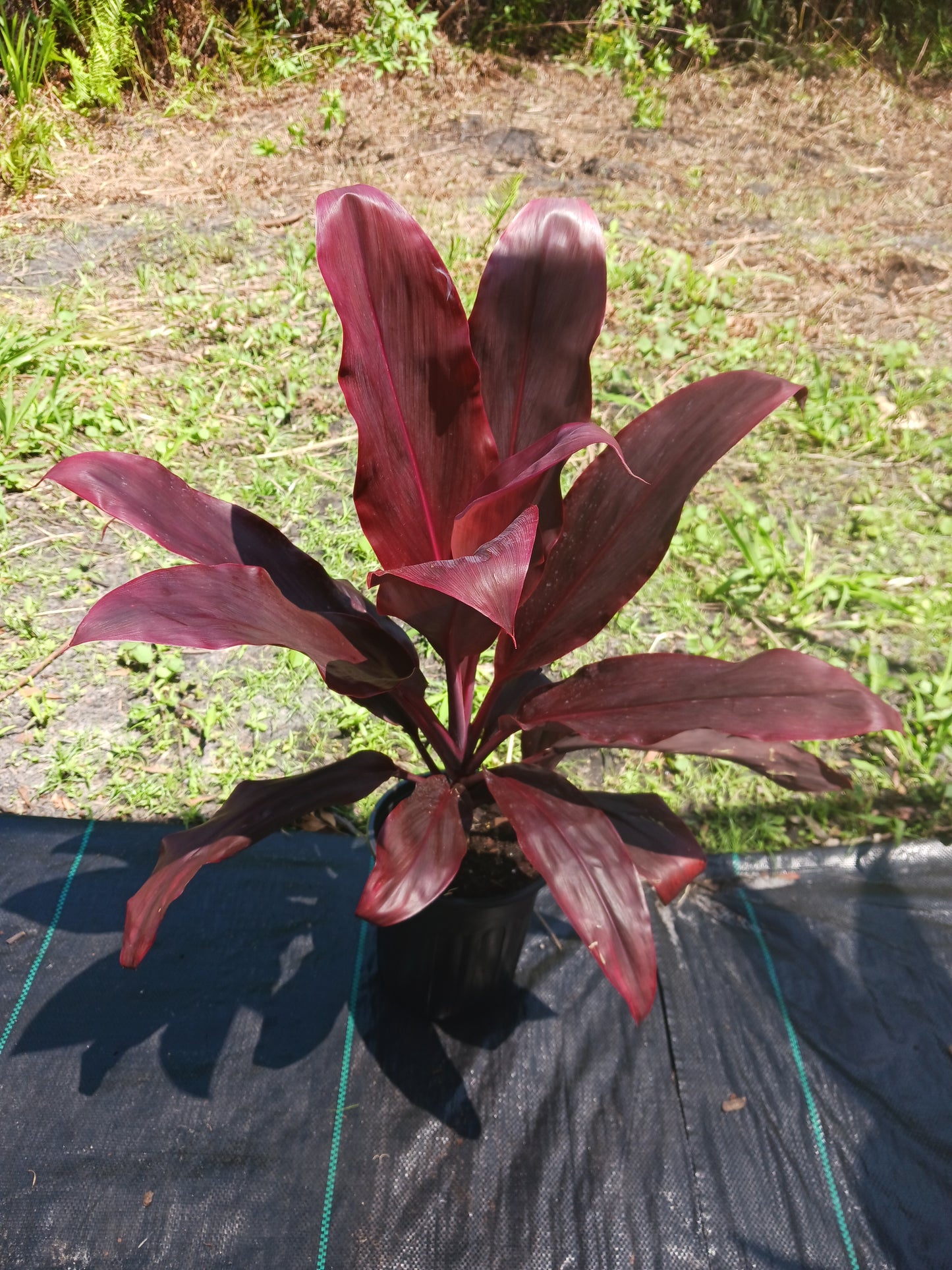 Ti Plant Cordyline fruticosa Giant Red, Hawaiian Sister aka Rubra