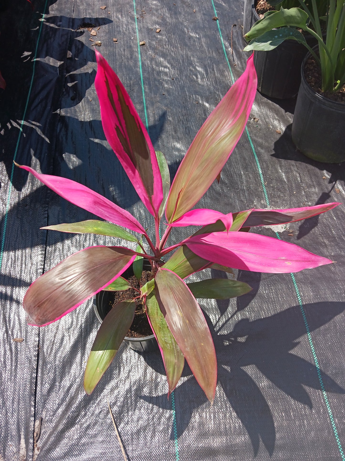 Ti Plant Cordyline fruticosa Pink Diamond Chili Peper