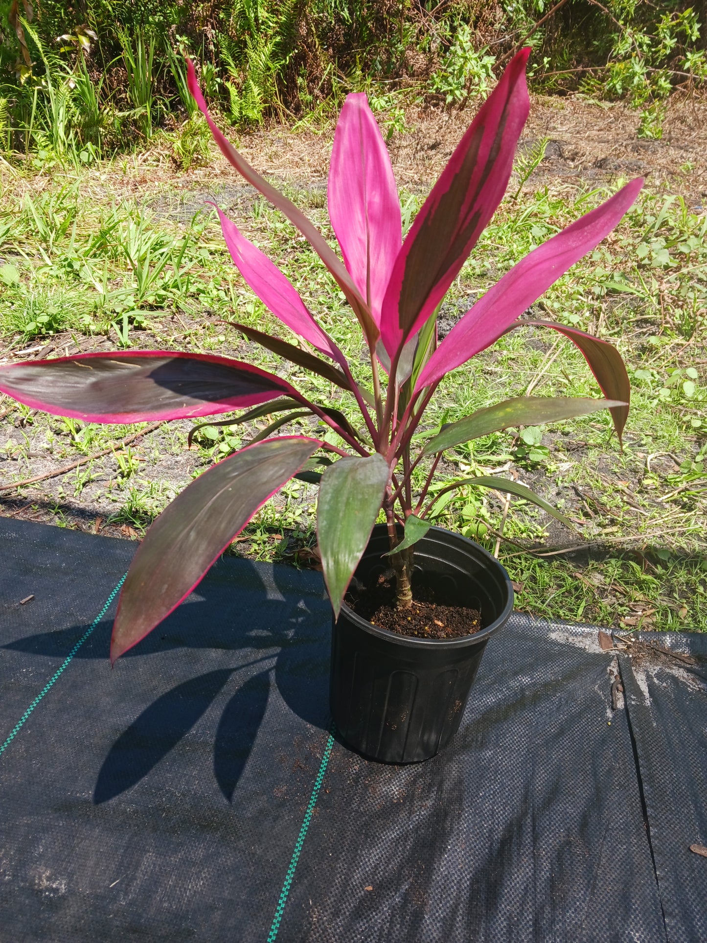 Ti Plant Cordyline fruticosa Pink Diamond Chili Peper