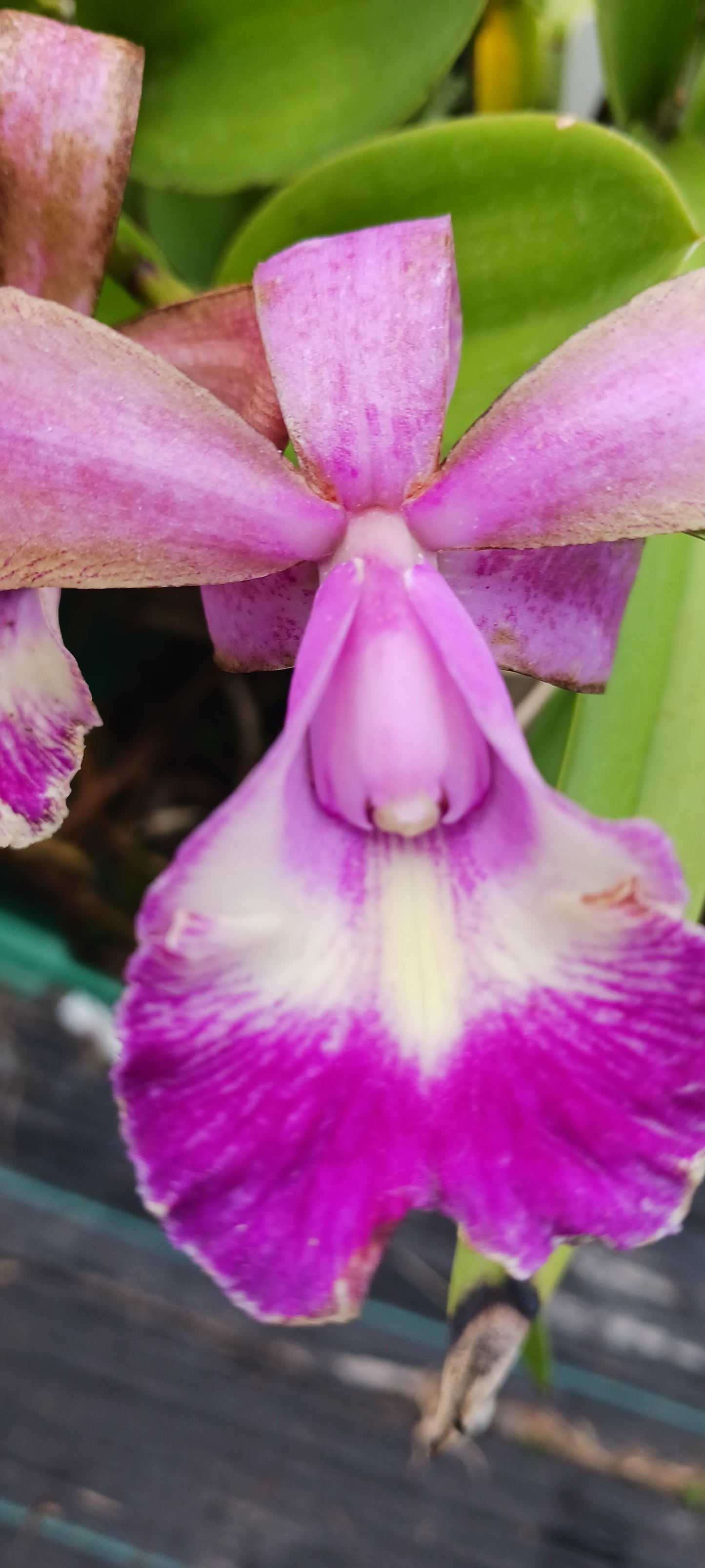 Orchid Cattleya Alliance Lost Tag Two bare root plants