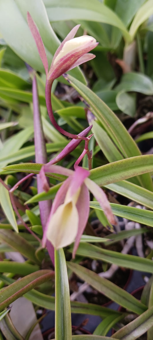 Orchid Cattleya Bepi Green Dragon x B Myakka Stars Mad Happenings Tropical Plant