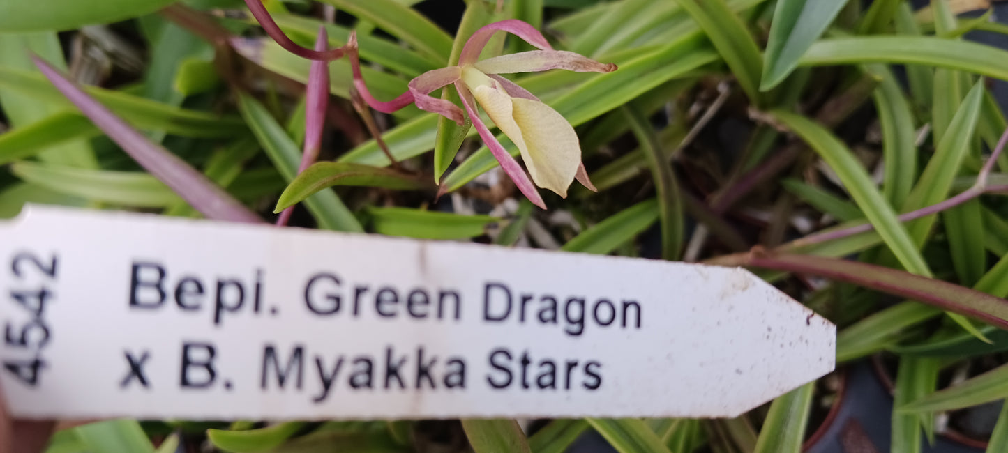 Orchid Cattleya Bepi Green Dragon x B Myakka Stars Mad Happenings Tropical Plant