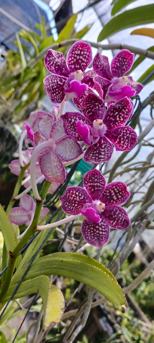 Vanda Various Fragrant in spike!!!