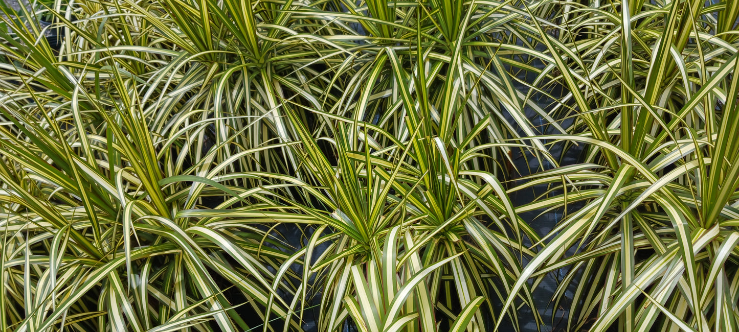 Dracaena Marginata Tricolor Key Lime Dragon Tree Tropical Plant