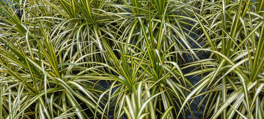Dracaena Marginata Tricolor Key Lime Dragon Tree Tropical Plant