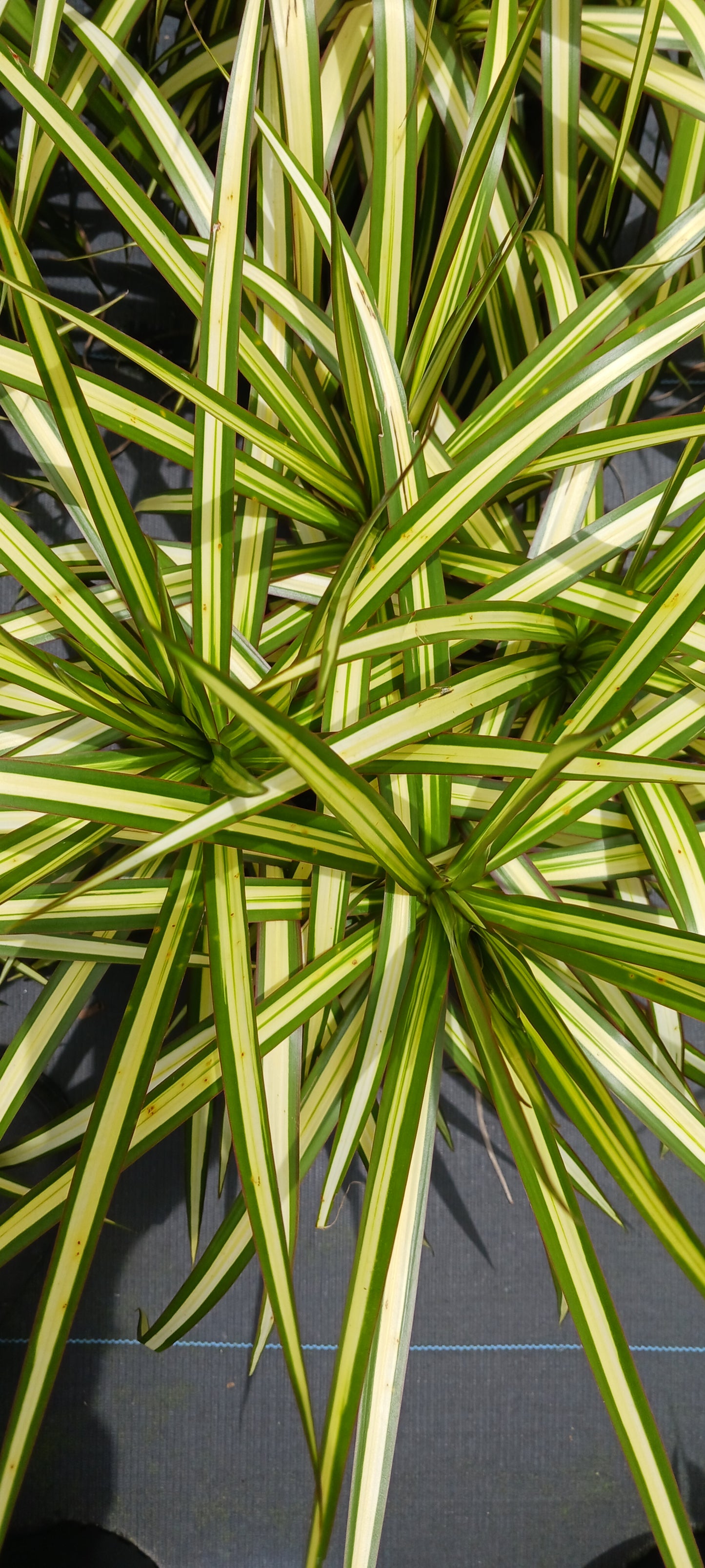 Dracaena Marginata Tricolor Key Lime Dragon Tree Tropical Plant