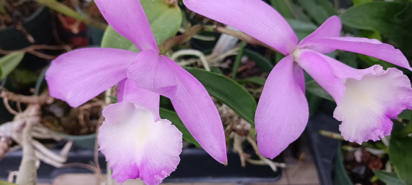 Orchids at Wholesale Price 10 count pack Various Cattleya Alliance