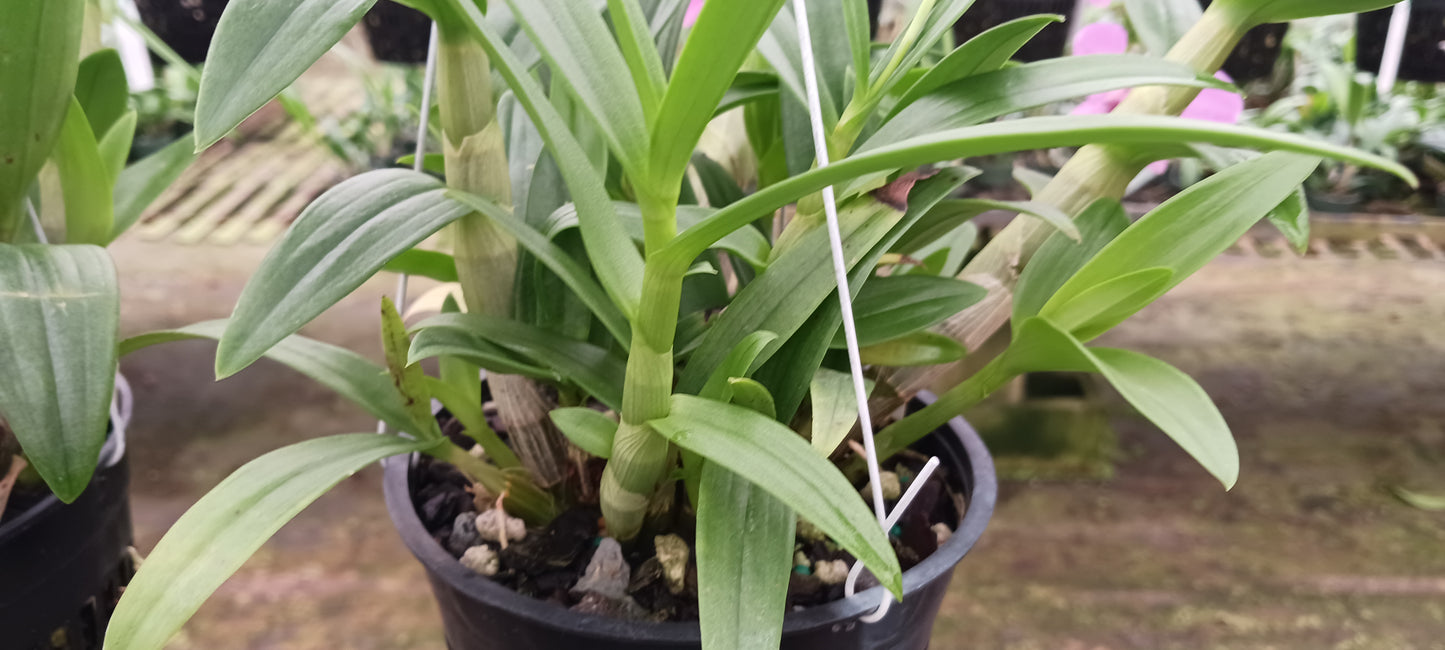 Oncidium Dendrobium bigibum Pink Zechia Lynn 4" pot
