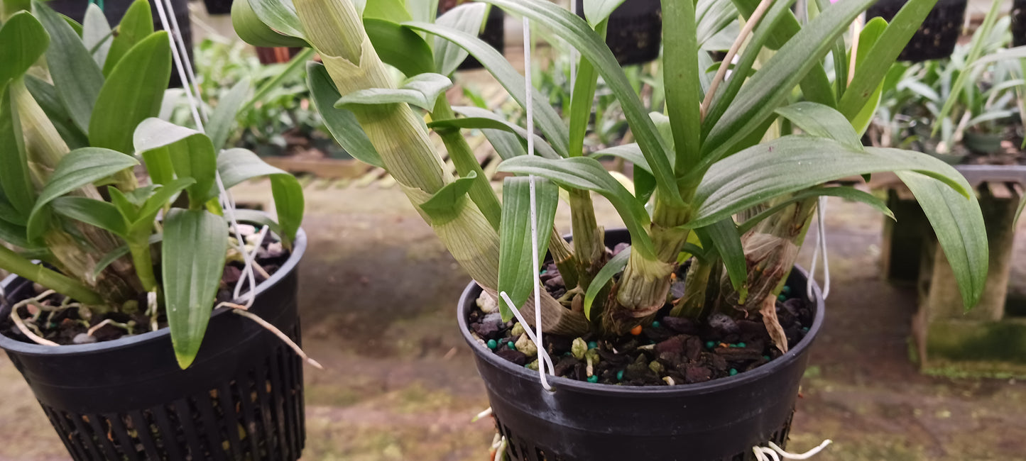Oncidium Dendrobium bigibum Pink Zechia Lynn 4" pot
