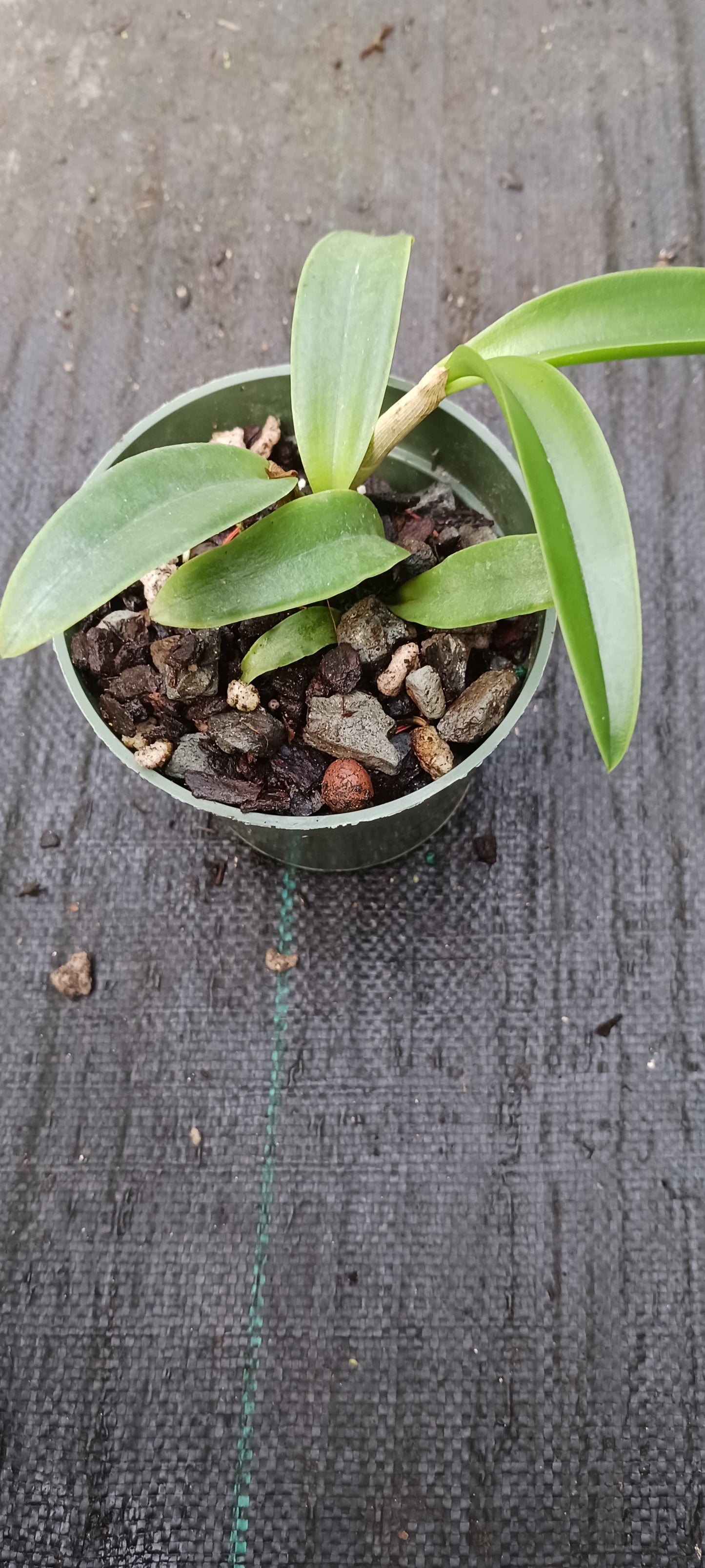 Orchid Cattleya Brazillian Angel x leopoldi aka tigrina