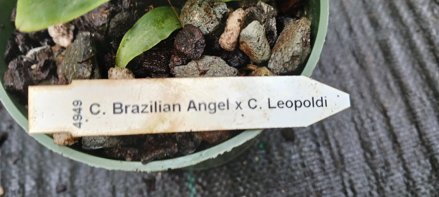 Orchid Cattleya Brazillian Angel x leopoldi aka tigrina