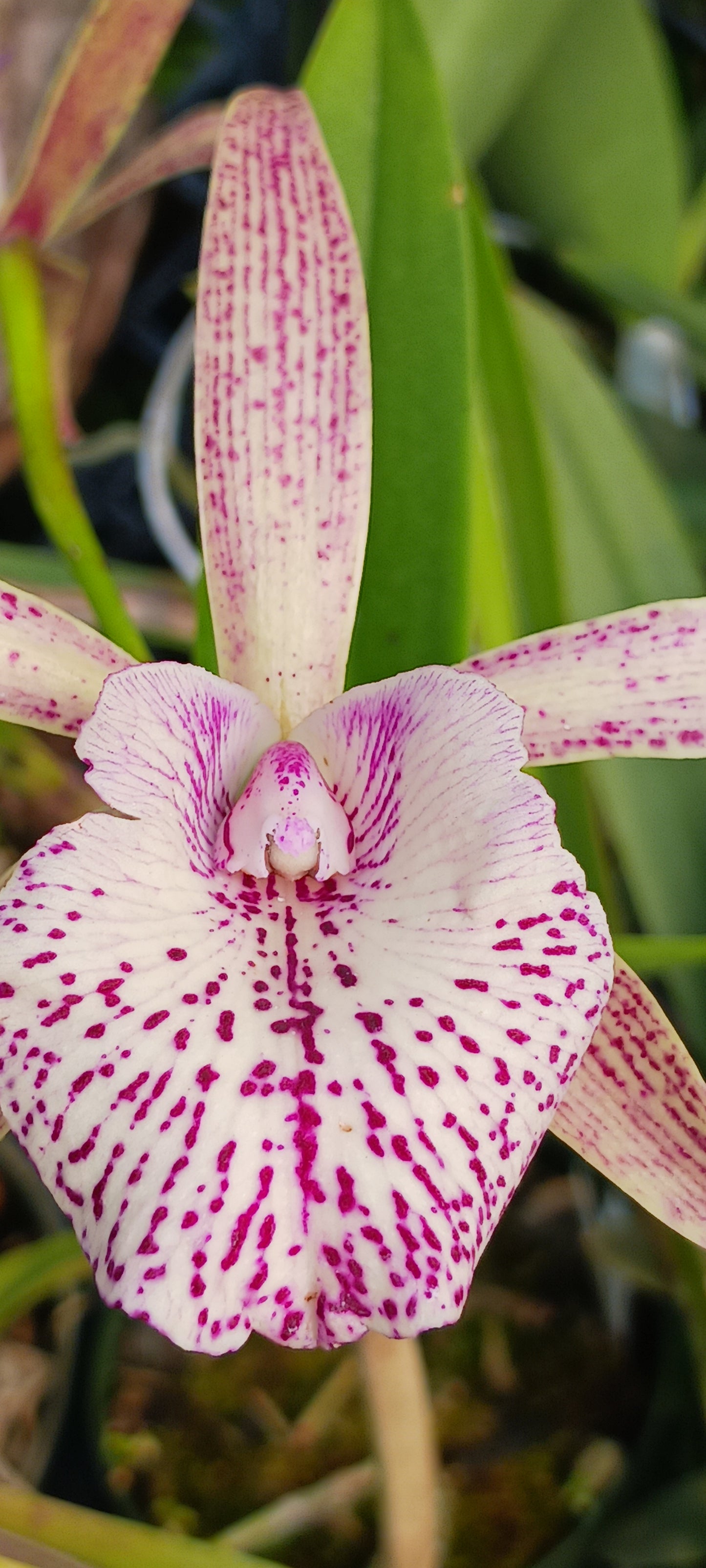 Orchids at Wholesale Price 10 count pack Various Cattleya Alliance