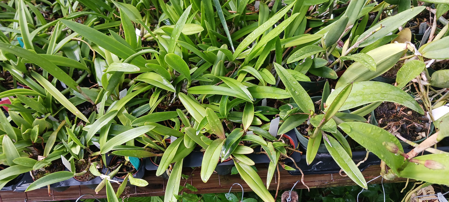 Orchids at Wholesale Price 10 count pack Various Cattleya Alliance