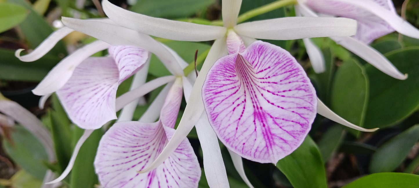Orchids at Wholesale Price 10 count pack Various Cattleya Alliance