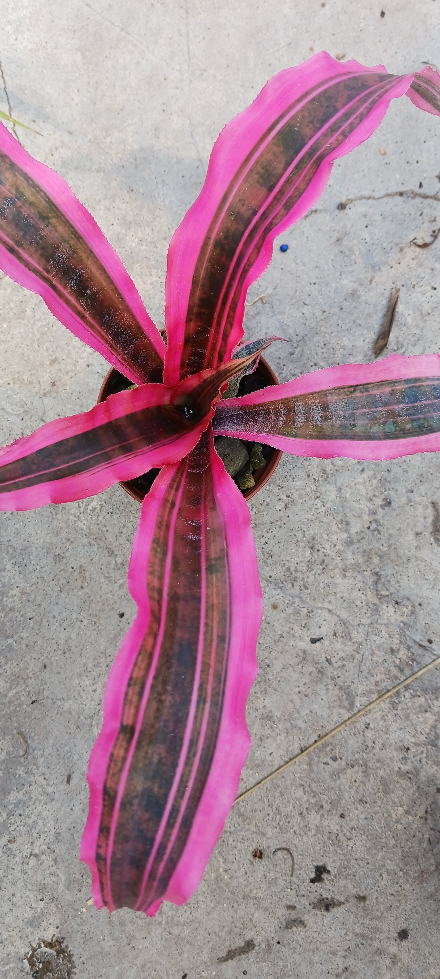 Bromeliad Cryptanthus Red Baron var Living Colors