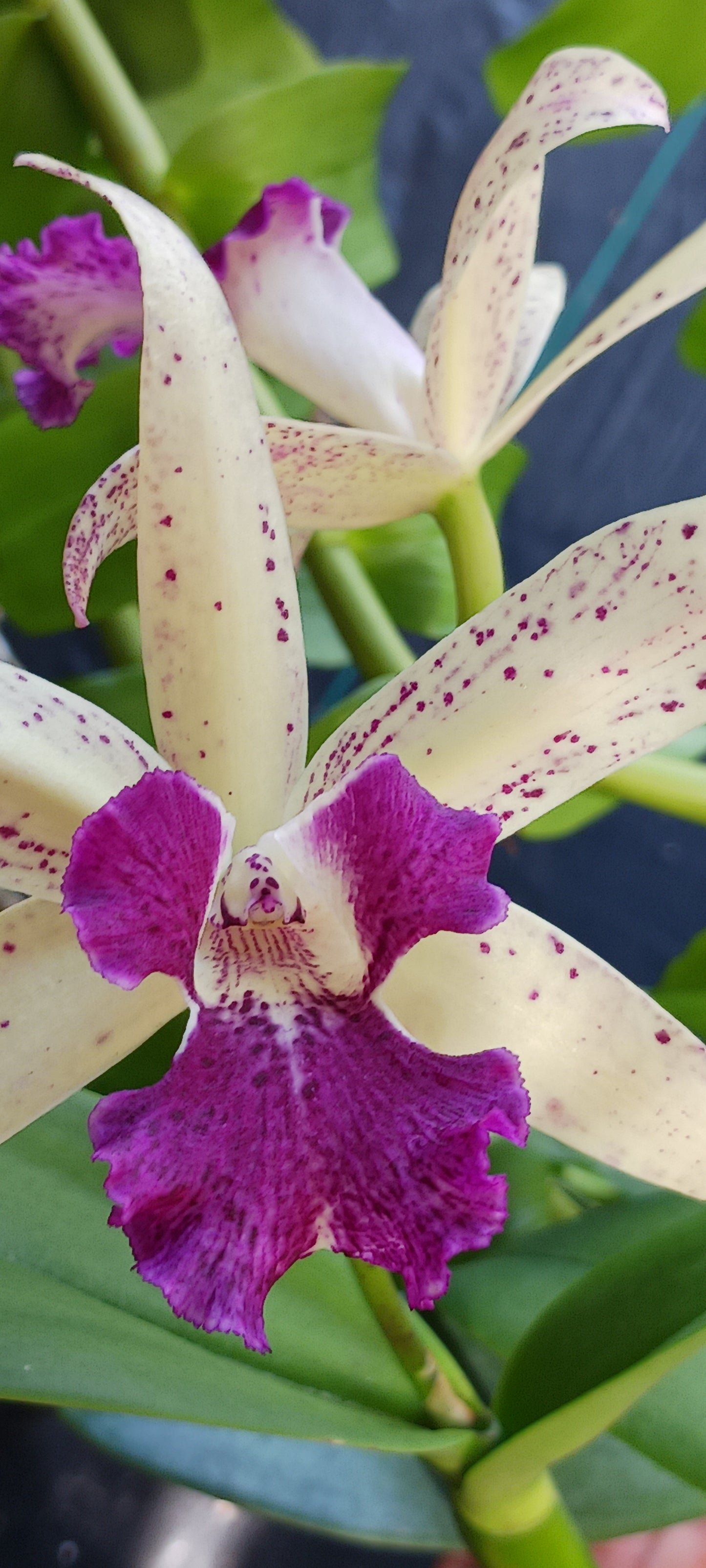 Orchids at Wholesale Price 10 count pack Various Cattleya Alliance