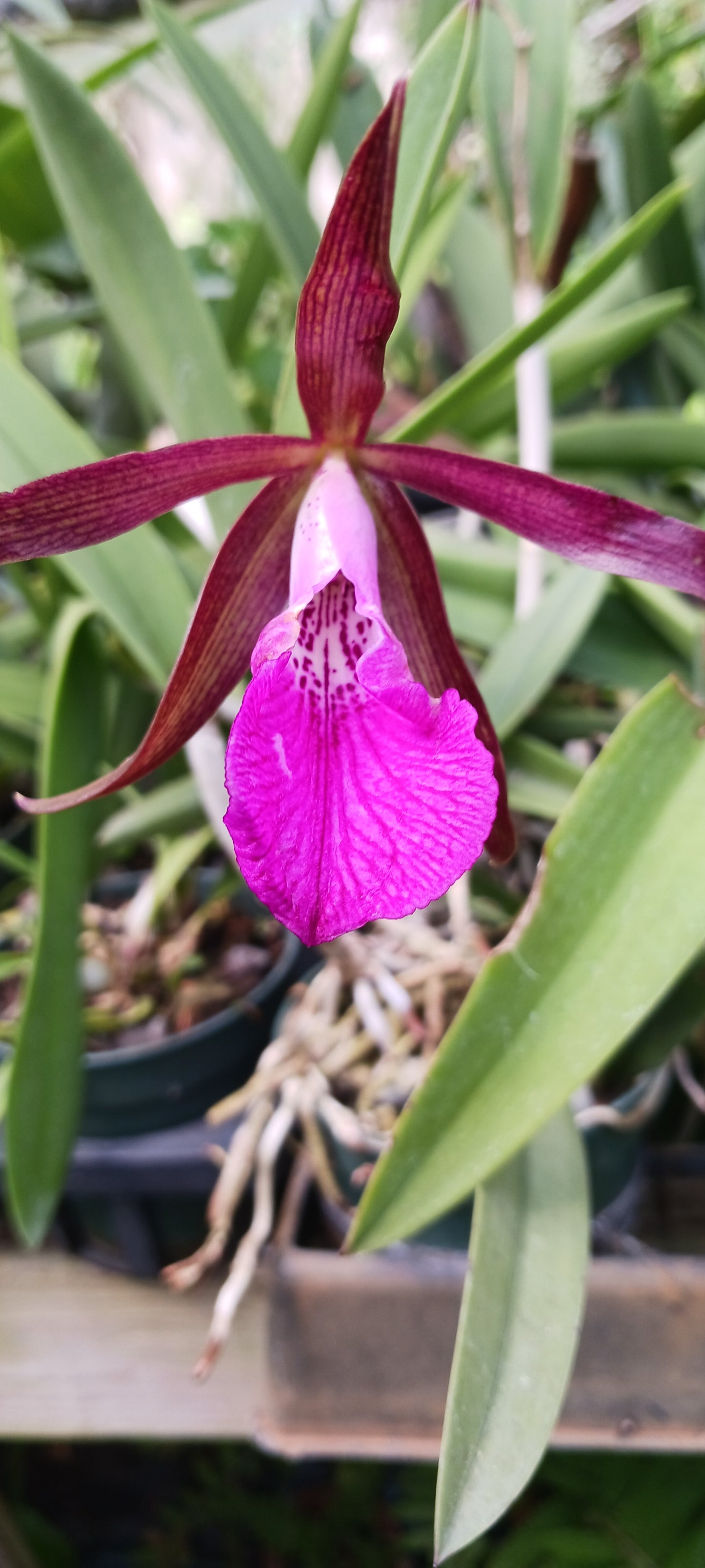 Orchids at Wholesale Price 10 count pack Various Cattleya Alliance