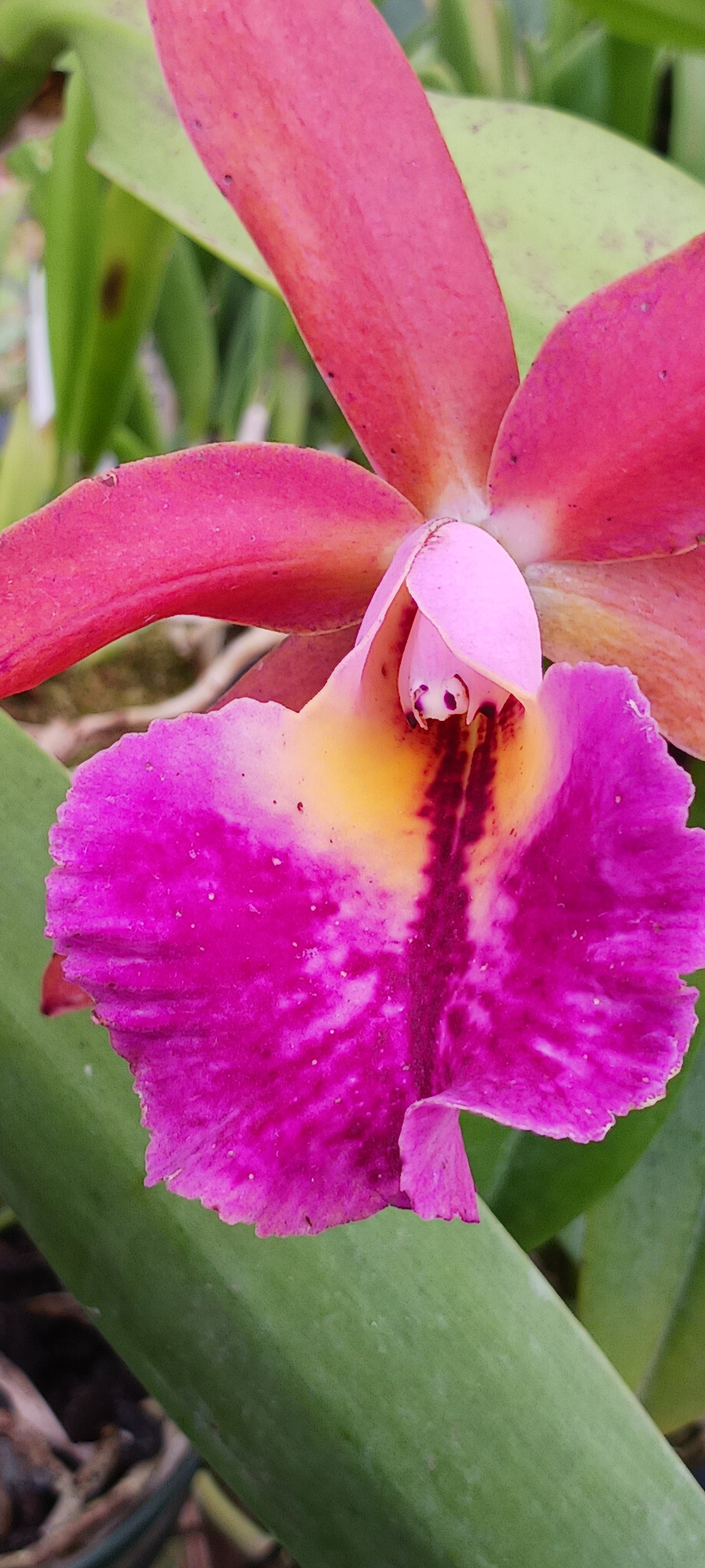 Orchids at Wholesale Price 10 count pack Various Cattleya Alliance