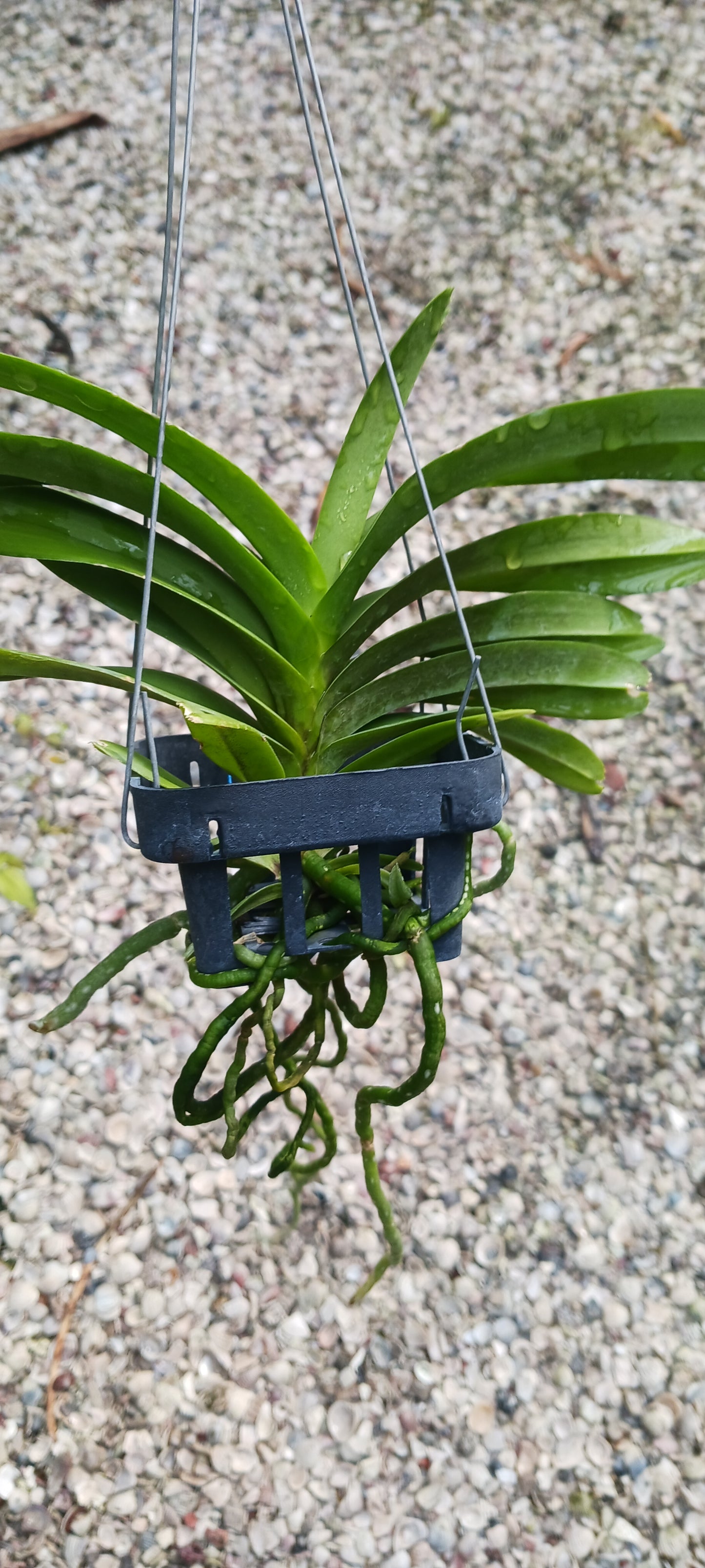 Vanda coerulea Blue Form