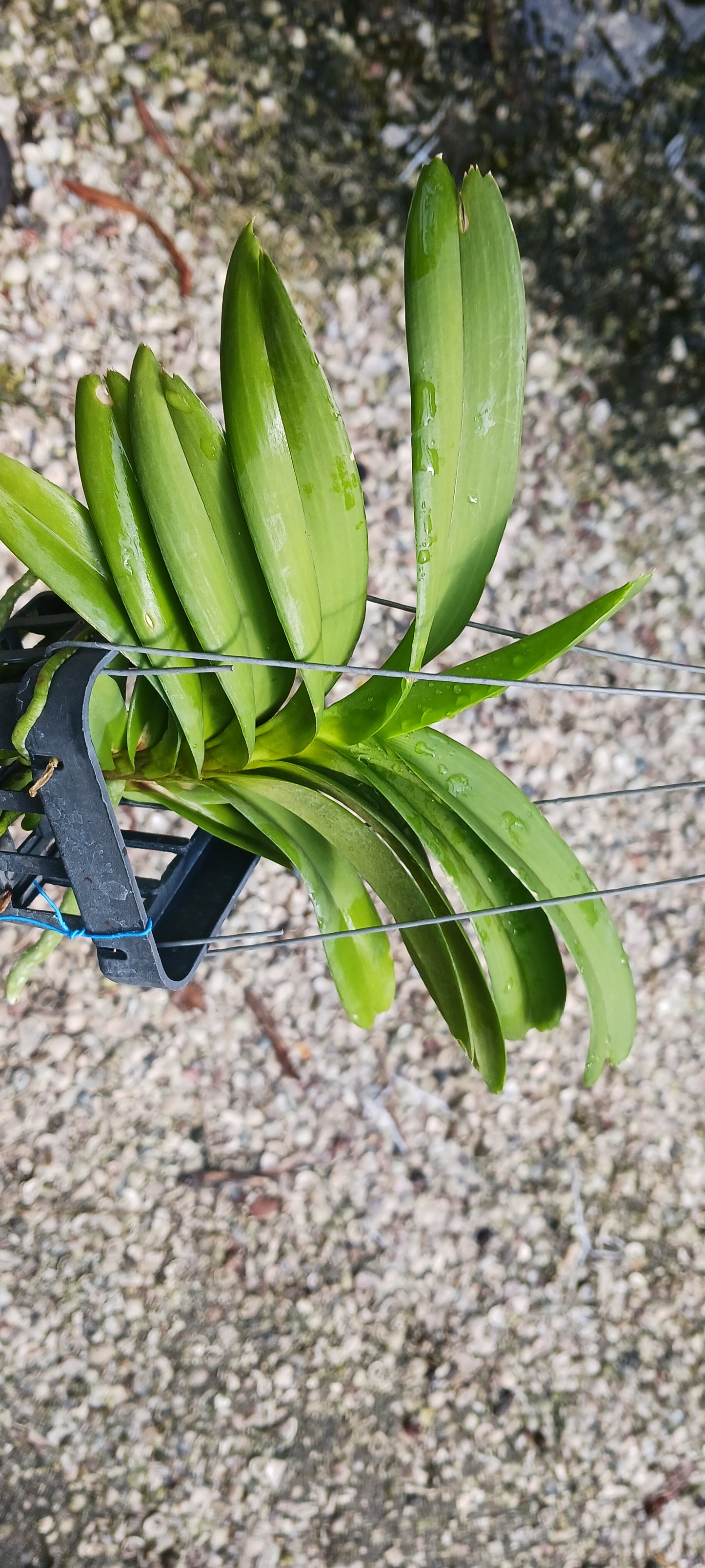 Vanda coerulea Blue Form